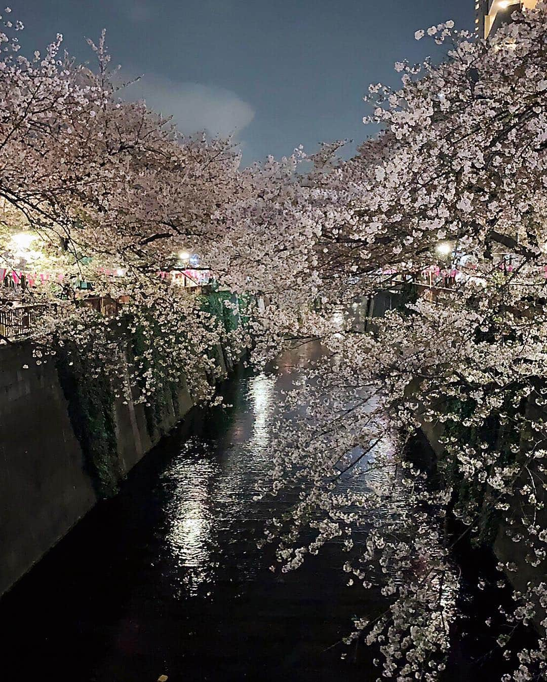 宇佐美あいりさんのインスタグラム写真 - (宇佐美あいりInstagram)「#おはよう さぎ🐰💓今年も夜桜見に目黒川🌸行ってきた🥰桜🌸キレイだったぁ✨行くのギリギリでライト消えちゃったけど😂w大好きないちご入りシャンパン🥂🍓飲んで親友のなっちゃんとラブラブデート👭💓2人では初お花見🌸るん♬  #親友#友達#女子会#date#お花見デート#お花見#桜#夜桜#お花#キレイ#ライト#消えてしまった#春#暖かい#天気良い#苺#苺入り#いちごシャンパン#シャンパン#お酒#champagne#おいしい#Japanesgirl#中目黒#目黒川#桜並木#followme」4月12日 8時51分 - airi.usami_official