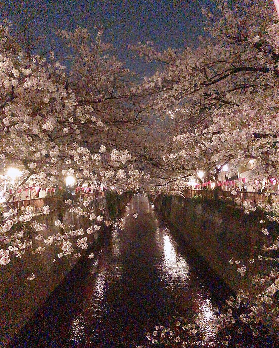 宇佐美あいりさんのインスタグラム写真 - (宇佐美あいりInstagram)「#おはよう さぎ🐰💓今年も夜桜見に目黒川🌸行ってきた🥰桜🌸キレイだったぁ✨行くのギリギリでライト消えちゃったけど😂w大好きないちご入りシャンパン🥂🍓飲んで親友のなっちゃんとラブラブデート👭💓2人では初お花見🌸るん♬  #親友#友達#女子会#date#お花見デート#お花見#桜#夜桜#お花#キレイ#ライト#消えてしまった#春#暖かい#天気良い#苺#苺入り#いちごシャンパン#シャンパン#お酒#champagne#おいしい#Japanesgirl#中目黒#目黒川#桜並木#followme」4月12日 8時51分 - airi.usami_official