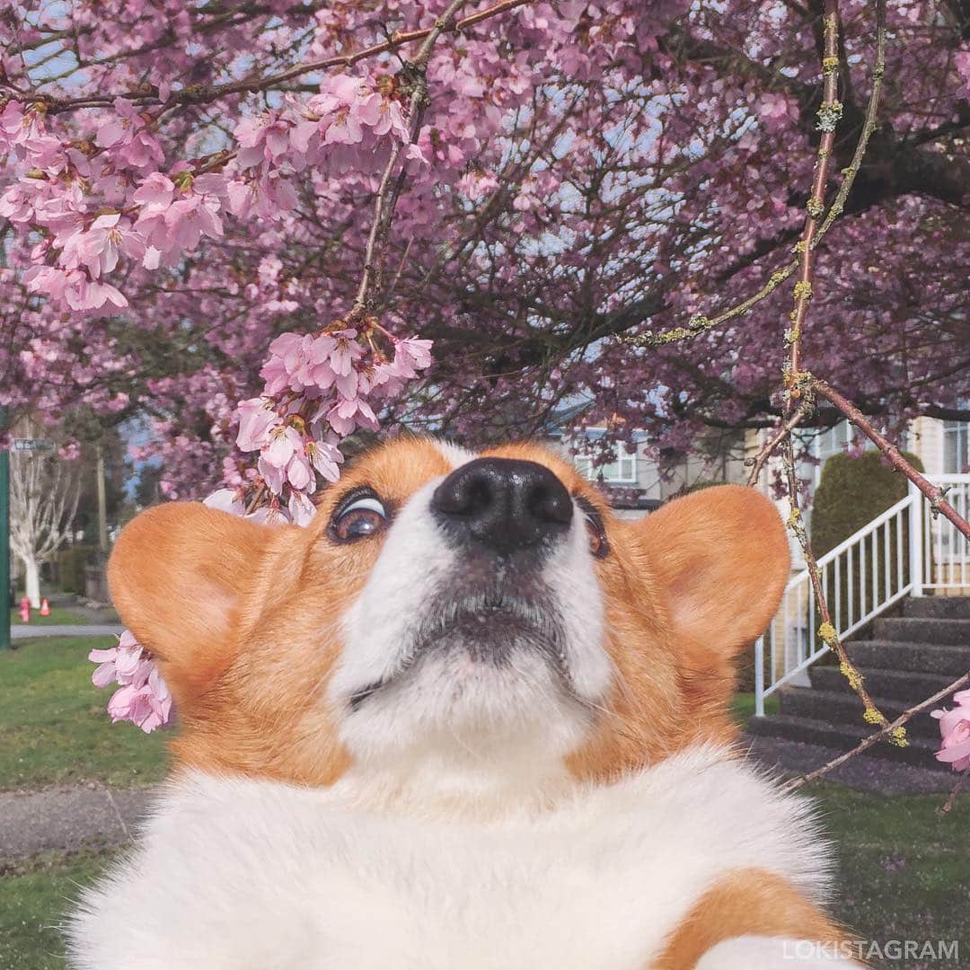 Loki the Corgiさんのインスタグラム写真 - (Loki the CorgiInstagram)「Cherry blossom selfie bros 🌸 #tbt #LokiForever」4月12日 9時06分 - lokistagram