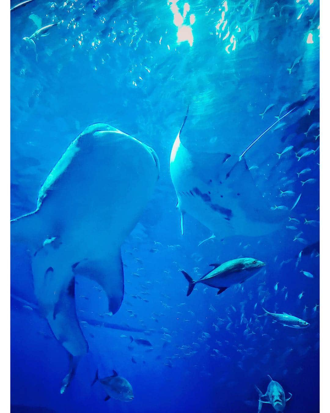 倉地美晴さんのインスタグラム写真 - (倉地美晴Instagram)「美ら海水族館🐚🐠🐳🐢 海が大好きだからもちろん海の生き物も好き。 特に小さい魚よりも大物に惹かれてしまう。 ダイビングでポイントを決めるときも、大物に出会える場所を優先する。 美ら海にはジンベイザメやマンタ、 それに大好きなダイオウイカの展示(死体だけど)があって何度行ってもわくわくする✨🦑 そして告知！ 今日の午後1時からNHK BS1スペシャル【筋肉女子】またまた再放送します！ 前回見逃してしまった方、 また見てモチベーションを上げたい方、 みんなぜひチェックしてね！  #genic_beach #genic_okinawa #okinawa #美ら海水族館 #沖縄」4月12日 8時58分 - miharu_kurachi