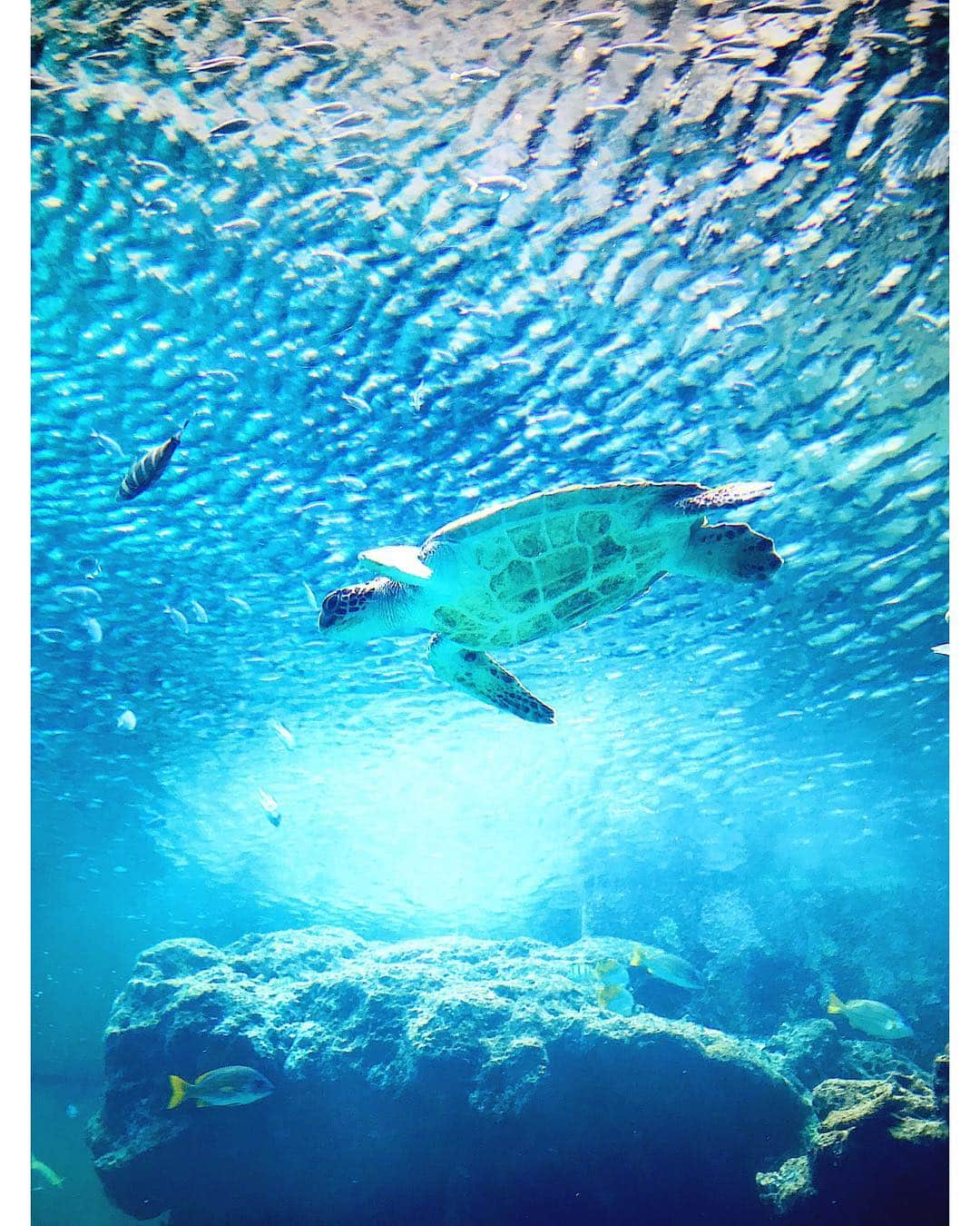 倉地美晴さんのインスタグラム写真 - (倉地美晴Instagram)「美ら海水族館🐚🐠🐳🐢 海が大好きだからもちろん海の生き物も好き。 特に小さい魚よりも大物に惹かれてしまう。 ダイビングでポイントを決めるときも、大物に出会える場所を優先する。 美ら海にはジンベイザメやマンタ、 それに大好きなダイオウイカの展示(死体だけど)があって何度行ってもわくわくする✨🦑 そして告知！ 今日の午後1時からNHK BS1スペシャル【筋肉女子】またまた再放送します！ 前回見逃してしまった方、 また見てモチベーションを上げたい方、 みんなぜひチェックしてね！  #genic_beach #genic_okinawa #okinawa #美ら海水族館 #沖縄」4月12日 8時58分 - miharu_kurachi