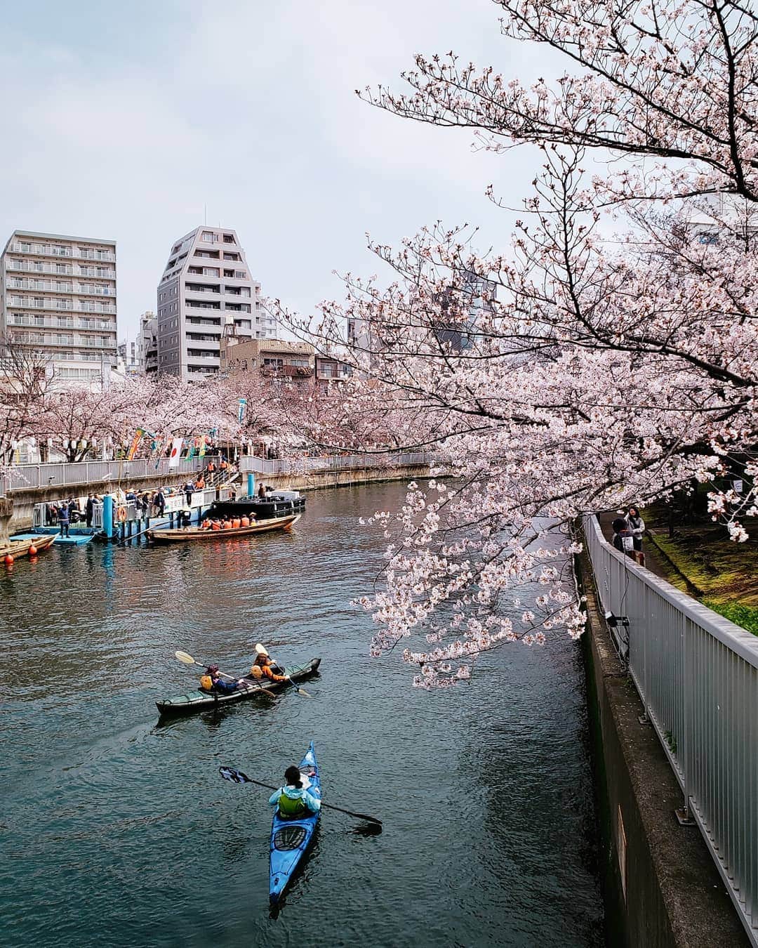 Galaxy Mobile Japanさんのインスタグラム写真 - (Galaxy Mobile JapanInstagram)「深川付近では、咲き乱れる桜を見ながら和船やカヌーに乗る体験を！川のせせらぎを聴きながら眺める鮮やかな桜並木は圧巻でした！ 📸#GalaxyNote9 #Noteのある生活 #withgalaxy Photo by @_tuck4」4月12日 9時00分 - samsungjpn