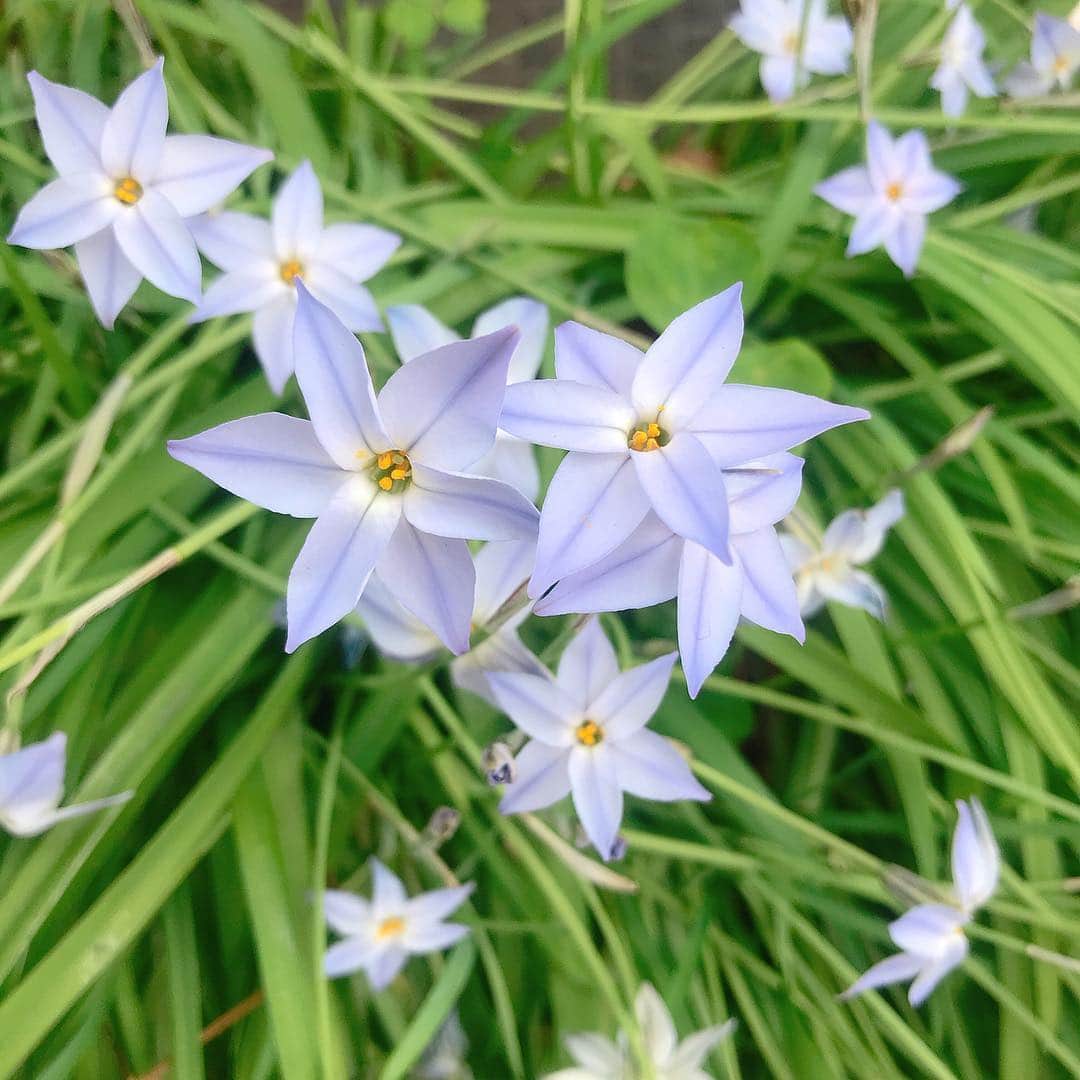 むぎさんのインスタグラム写真 - (むぎInstagram)「小さい頃から星の花って呼んでるけど、これで通用するのか #starflower」4月12日 9時11分 - mugiusagi