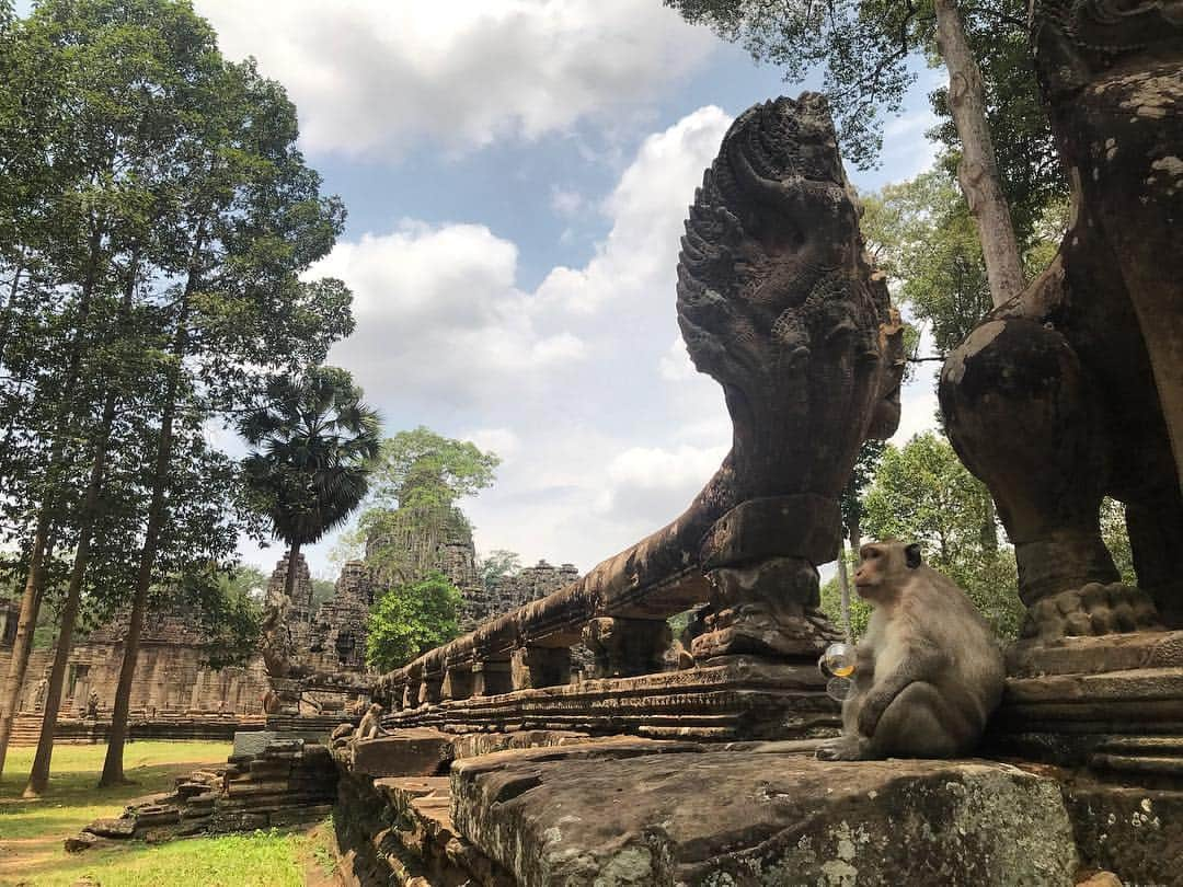 セス・グリーンさんのインスタグラム写真 - (セス・グリーンInstagram)「Just a monkey, chilling at an ancient temple, soaking up the last few moments of happy hour.」4月12日 9時12分 - sethgreen