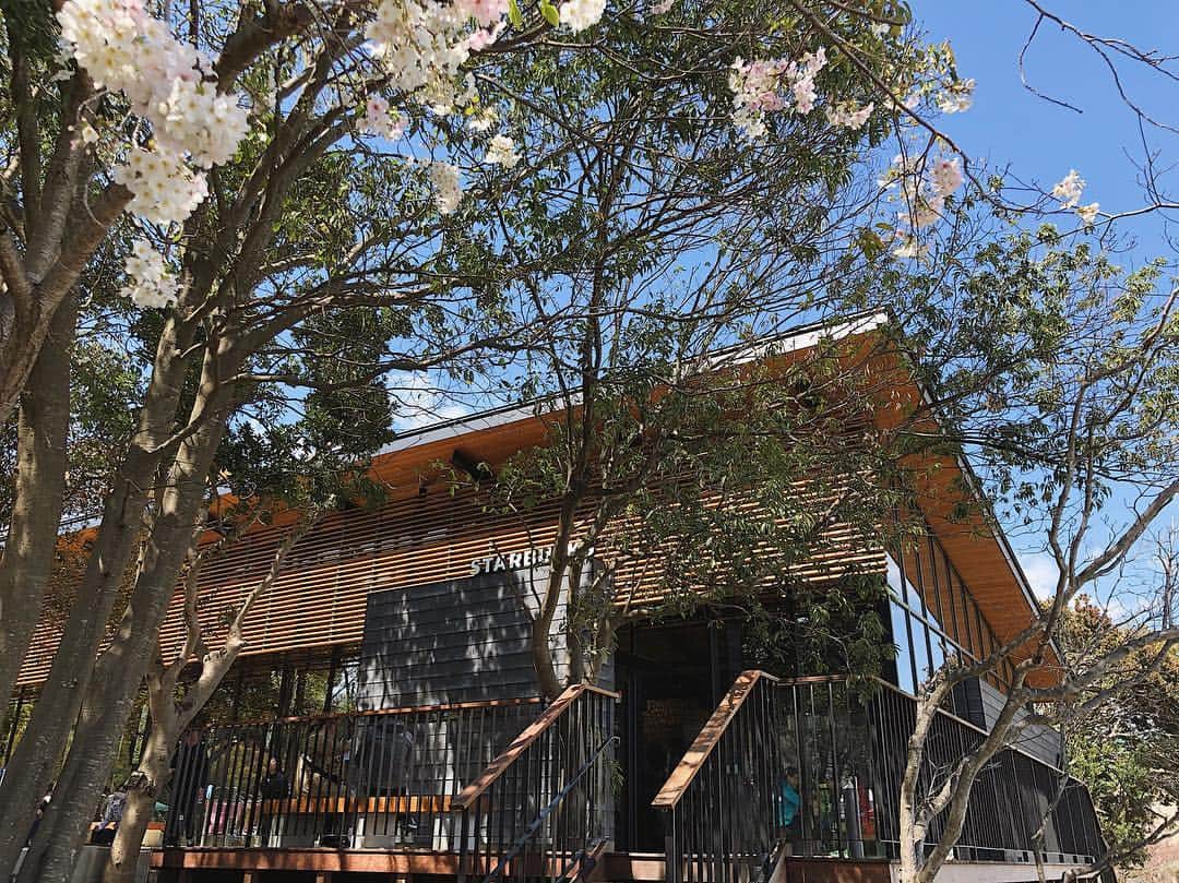 伊藤沙織さんのインスタグラム写真 - (伊藤沙織Instagram)「📍浜松城, 静岡, JAPAN 先月末に地元・浜松城の桜を見に行ってきました🏯🌸 7分咲きくらいだったかな✨去年はメルボルンにいてお花見出来なかったから2年ぶりの桜は余計に嬉しい☺️ 浜松城公園内におしゃれスタバ出来てると幼なじみから教えてもらって立ち寄ったよ☕️」4月12日 9時13分 - saori__ito