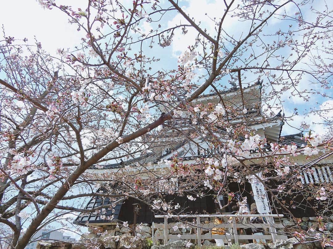 伊藤沙織さんのインスタグラム写真 - (伊藤沙織Instagram)「📍浜松城, 静岡, JAPAN 先月末に地元・浜松城の桜を見に行ってきました🏯🌸 7分咲きくらいだったかな✨去年はメルボルンにいてお花見出来なかったから2年ぶりの桜は余計に嬉しい☺️ 浜松城公園内におしゃれスタバ出来てると幼なじみから教えてもらって立ち寄ったよ☕️」4月12日 9時13分 - saori__ito