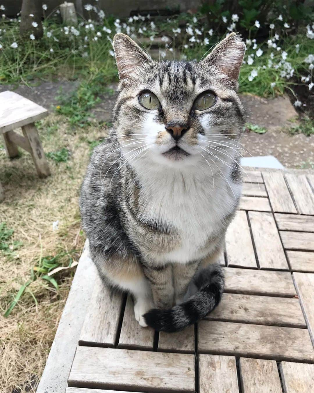 山田稔明さんのインスタグラム写真 - (山田稔明Instagram)「おはようママン。朝食は6時半から9時までの間にお済ませください（チェックアウトは10時）。 #チミママ #ママンあくび」4月12日 9時22分 - toshiakiyamada