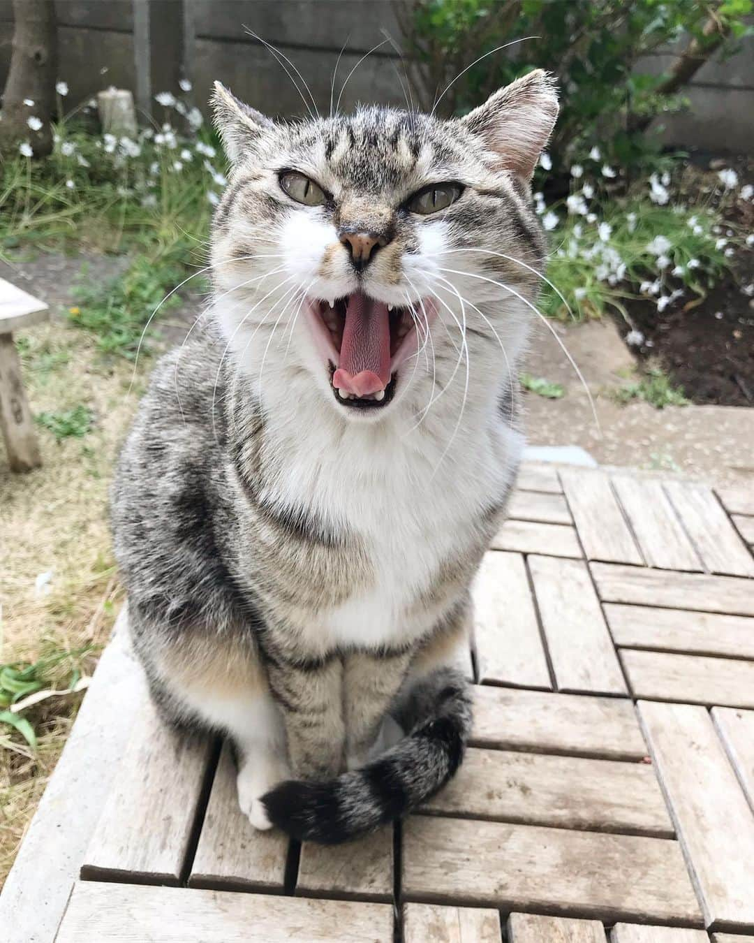 山田稔明さんのインスタグラム写真 - (山田稔明Instagram)「おはようママン。朝食は6時半から9時までの間にお済ませください（チェックアウトは10時）。 #チミママ #ママンあくび」4月12日 9時22分 - toshiakiyamada