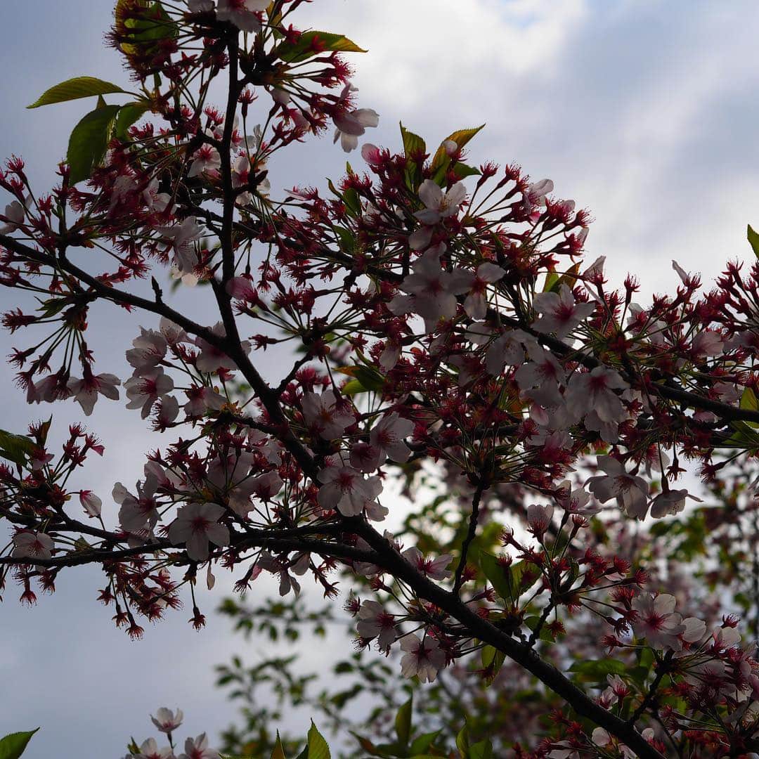 福岡女子短期大学さんのインスタグラム写真 - (福岡女子短期大学Instagram)「@福岡女子短期大学 . おはようございます。#福岡女子短期大学 です🎀 . 今朝の太宰府は曇り空☁️ソメイヨシノは #葉桜  になりましたが、キャンパスの草花🌱は、これから鮮やかな花🌼を咲かせます。 . 今日は日差しが少なく、気温が上がりにくいとのこと🤔体調に気をつけて頑張りましょう✨✨✨ . #太宰府　#福岡　#福女短 #福岡女子短期大学　#福女短　#通学　#4月12日　#太宰府　#スナップショット #スナップ写真　#桜　#葉桜　#コーデ　#学校　#キャンパスライフ　#大学 #新緑 # #福岡女子短期大学子ども学科 #女子大生　#写真好きな人と繋がりたい　#春コーデ　#4月　#さくら　#大学生コーデ　#スナップ #街角スナップ　#福女短スナップ #短大生 #おしゃれさんと繋がりたい . ========[ 資料請求 ]======== ． 新しい福岡女子短期大学の資料請求（2020大学案内）を無料送付中です。本学ホームページからお気軽に申し込みください。 . 子ども学科/健康栄養学科 音楽科/文化教養学科 ． 福岡女子短期大学 住所：‪福岡県太宰府市五条四丁目16番1号‬ tel：‪092-922-4034‬（代表）」4月12日 9時35分 - fukuoka_wjc