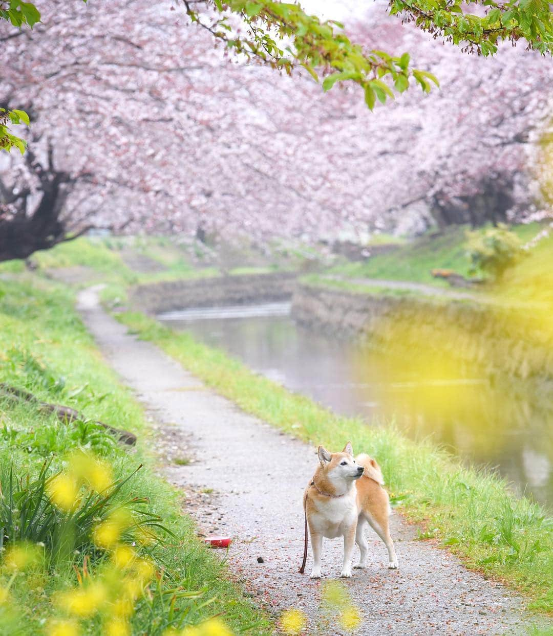 meekooさんのインスタグラム写真 - (meekooInstagram)「春景色とりんごさん🐕 また来年ね🌸 location：埼玉県 #元荒川の桜並木  2019.3.31撮影  #りんご旅2019」4月12日 9時38分 - meekoo