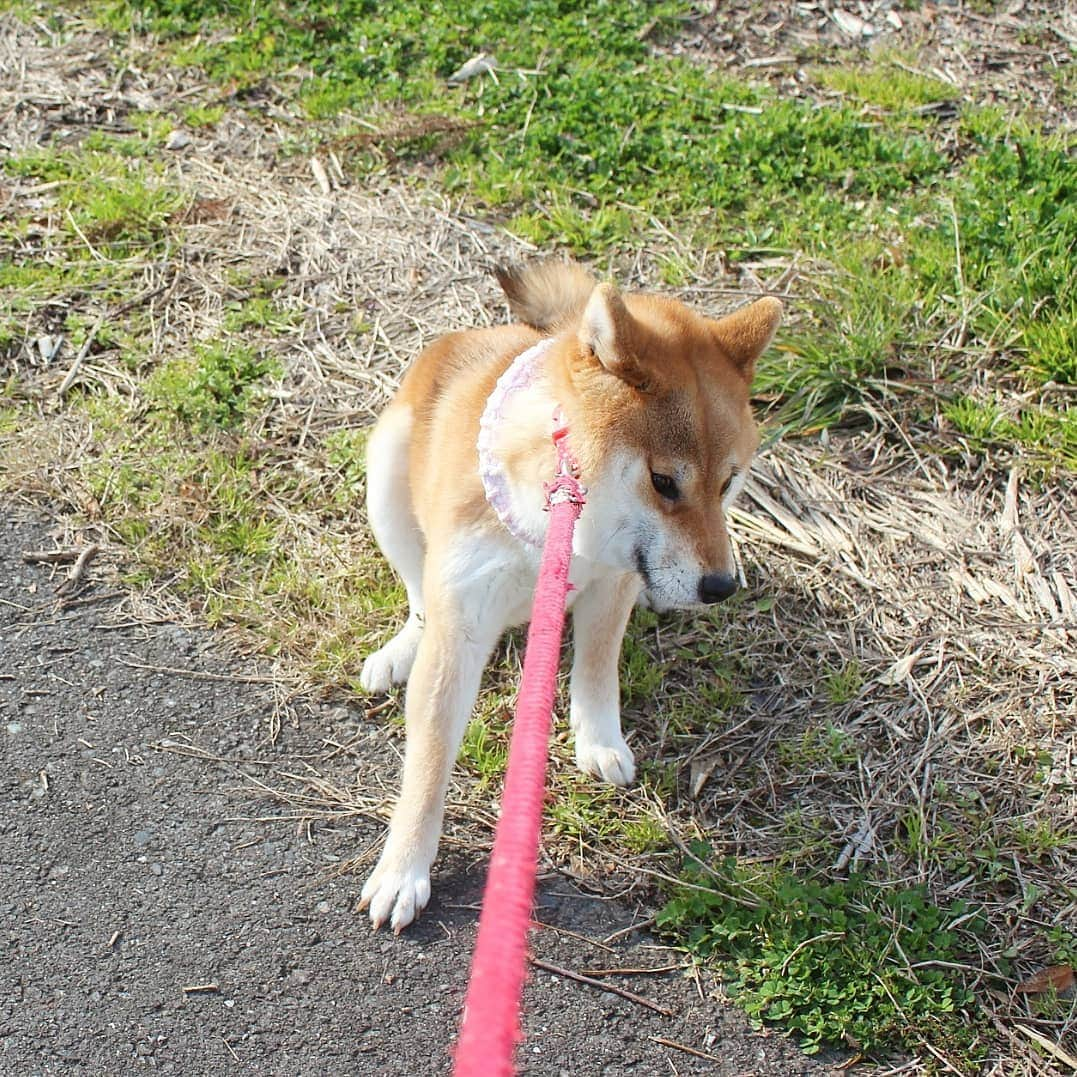 柴犬たま Shibainu Tamaさんのインスタグラム写真 - (柴犬たま Shibainu TamaInstagram)「全力拒否‼ * Caption trans🇬🇧 Tama do not want to walk‼ * #柴犬たま #たママ #一眼レフ #一眼レフカメラ #イヤイヤさん #イヤイヤさん集合 #拒否柴 #ヒコーキ耳 #柴犬 #shiba #shibainu #shibastagram #犬 #dog」4月12日 10時00分 - tama7653