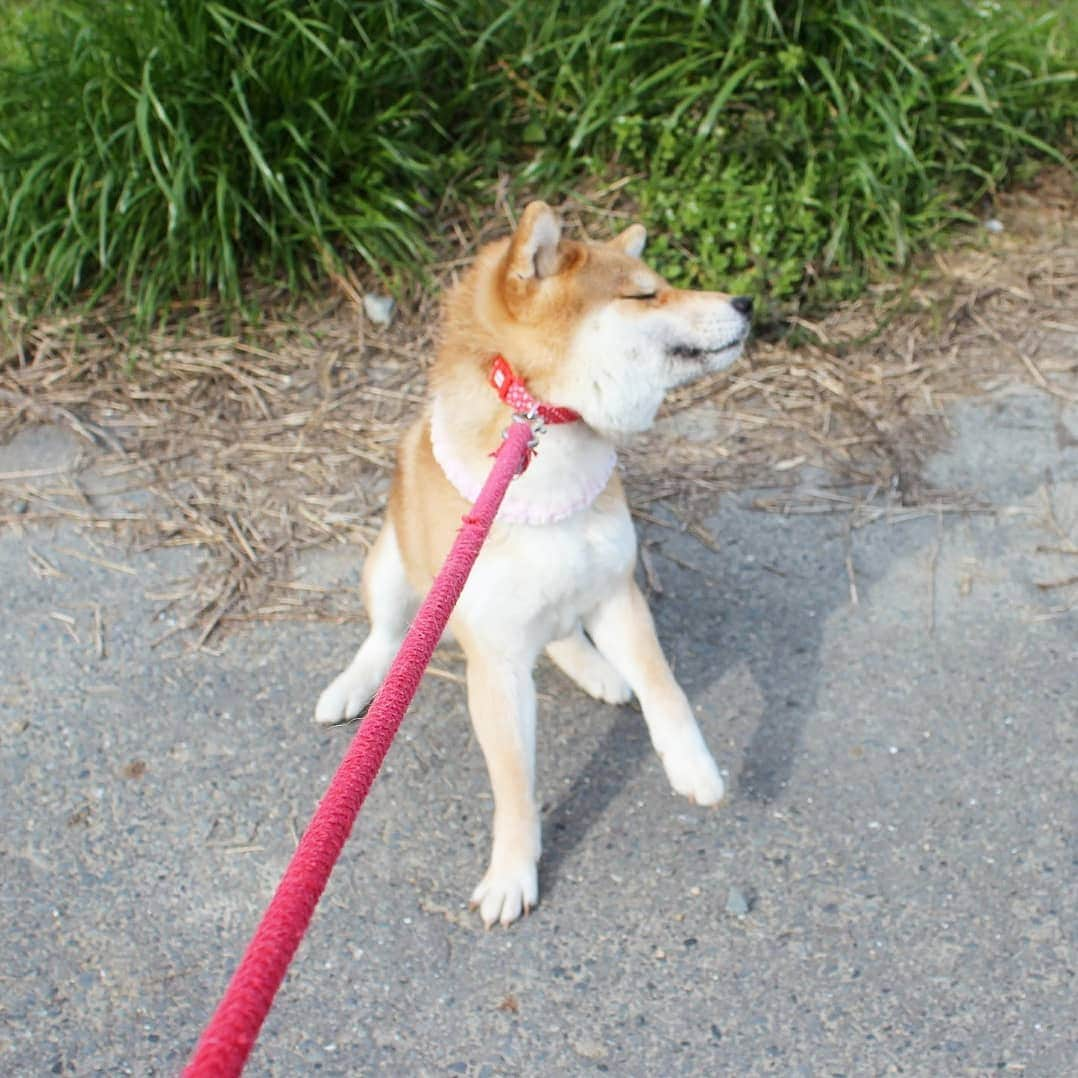 柴犬たま Shibainu Tamaさんのインスタグラム写真 - (柴犬たま Shibainu TamaInstagram)「全力拒否‼ * Caption trans🇬🇧 Tama do not want to walk‼ * #柴犬たま #たママ #一眼レフ #一眼レフカメラ #イヤイヤさん #イヤイヤさん集合 #拒否柴 #ヒコーキ耳 #柴犬 #shiba #shibainu #shibastagram #犬 #dog」4月12日 10時00分 - tama7653