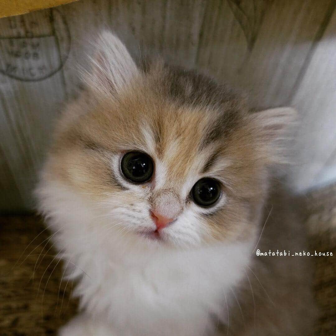 のインスタグラム：「🌞Pino's baby ・ ・ ピノちゃんベビー 長女ちゃん〜♪ ・ ・ 昨日、次男くんに素敵なご縁がありました❤️・ ・ ミントちゃん&ピノちゃんベビー  全てご家族さまが決まっています😊・ ・ 【 次回の出産は未定です🙇‍♀️ 】 ・ ・ #ありがとう #ご縁 #またたび猫ハウス  #猫 #子猫 #仔猫 #赤ちゃん猫 #ねこ #ネコ #こねこ#にゃんこ #猫バカ #猫大好き #ねこまみれ #もふもふ #にゃんすたぐらむ #にゃんだふるらいふ #ピクネコ #ねこ部 #ネコ部 #ねこら部 #ペコねこ部 #ふわもこ部 #もちぽよ部 #スコ #スコティッシュフォールド #天使 #癒し #猫ブリーダー」