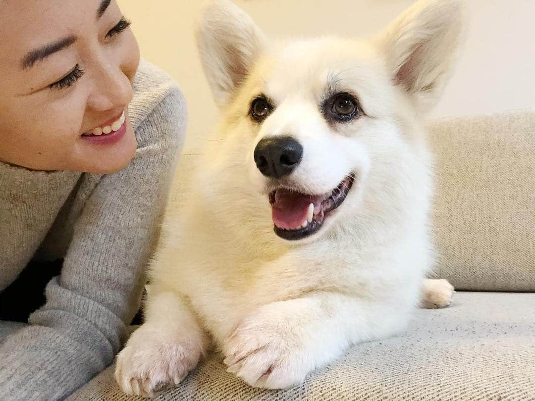 Winston the White Corgiのインスタグラム