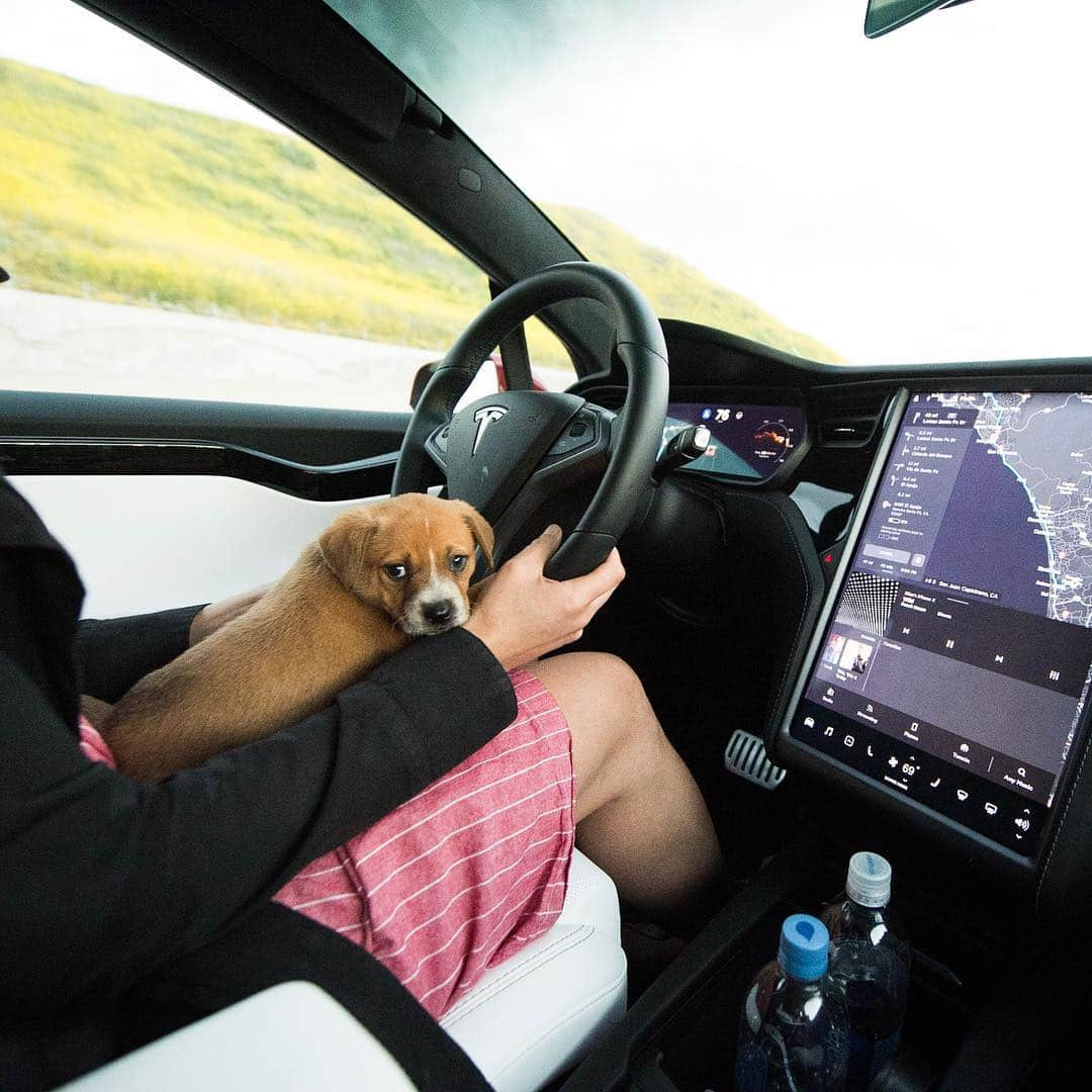 The Dogistさんのインスタグラム写真 - (The DogistInstagram)「#RescueRide update: We made it safely to San Diego with mama and her six pups. The puppies slept most of the way and mama got to pee halfway through when we stopped at a Tesla Supercharger. All of the dogs were cleaned and given vaccinations upon arrival at @hwac. Stay tuned for more updates on our stories as we complete this #RescueRide」4月12日 10時29分 - thedogist