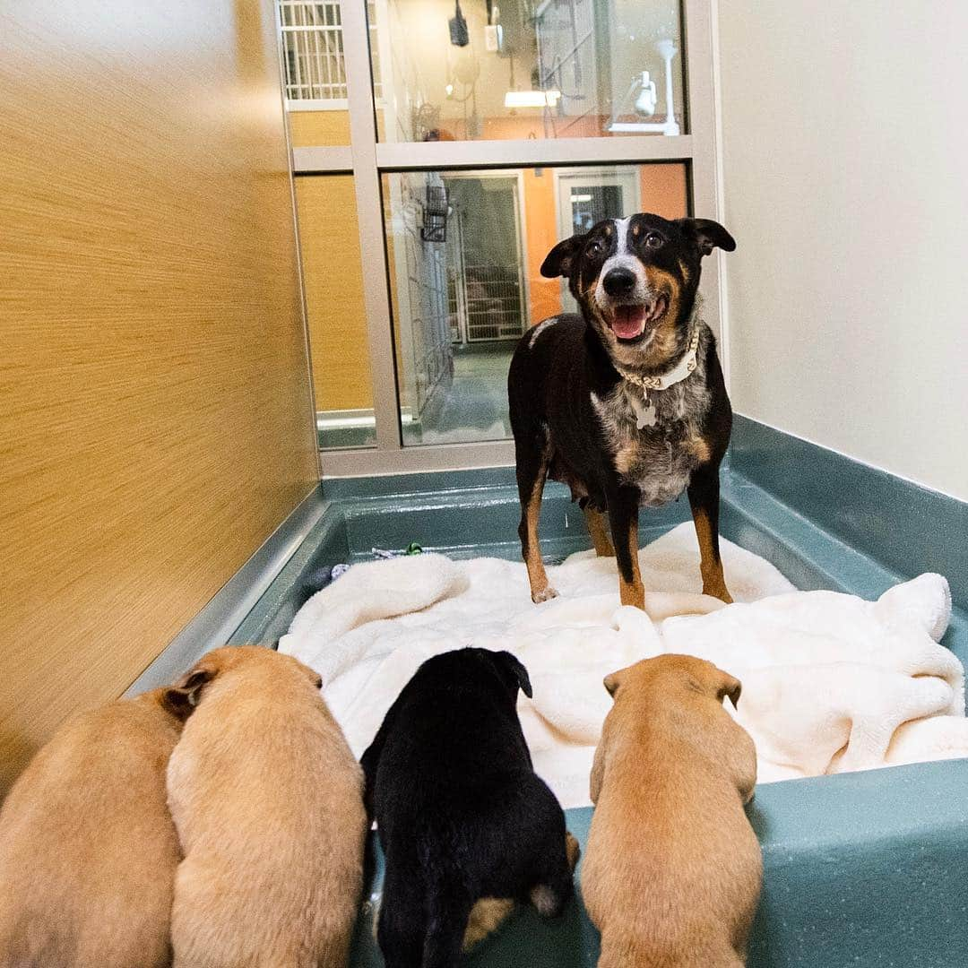 The Dogistさんのインスタグラム写真 - (The DogistInstagram)「#RescueRide update: We made it safely to San Diego with mama and her six pups. The puppies slept most of the way and mama got to pee halfway through when we stopped at a Tesla Supercharger. All of the dogs were cleaned and given vaccinations upon arrival at @hwac. Stay tuned for more updates on our stories as we complete this #RescueRide」4月12日 10時29分 - thedogist