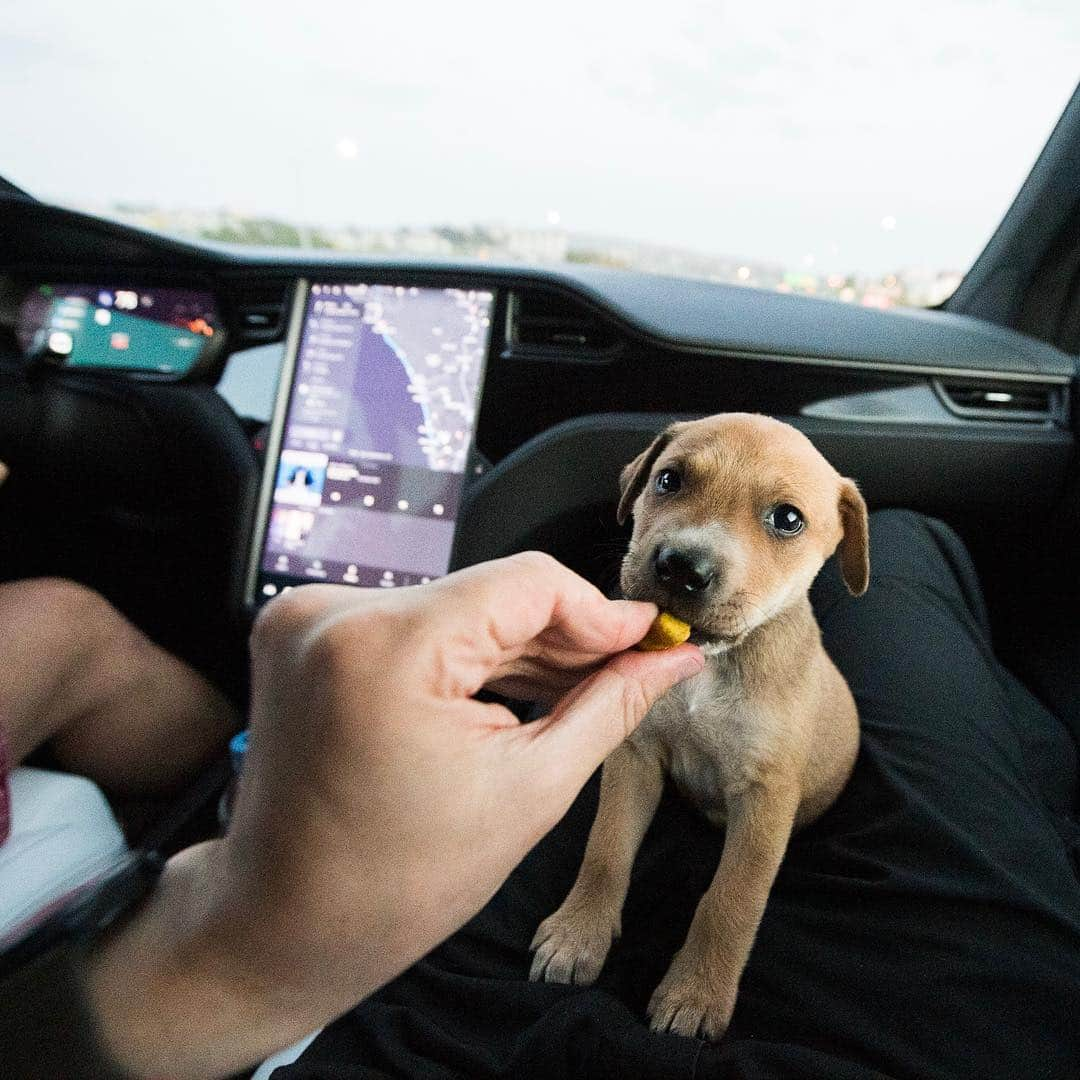 The Dogistさんのインスタグラム写真 - (The DogistInstagram)「#RescueRide update: We made it safely to San Diego with mama and her six pups. The puppies slept most of the way and mama got to pee halfway through when we stopped at a Tesla Supercharger. All of the dogs were cleaned and given vaccinations upon arrival at @hwac. Stay tuned for more updates on our stories as we complete this #RescueRide」4月12日 10時29分 - thedogist