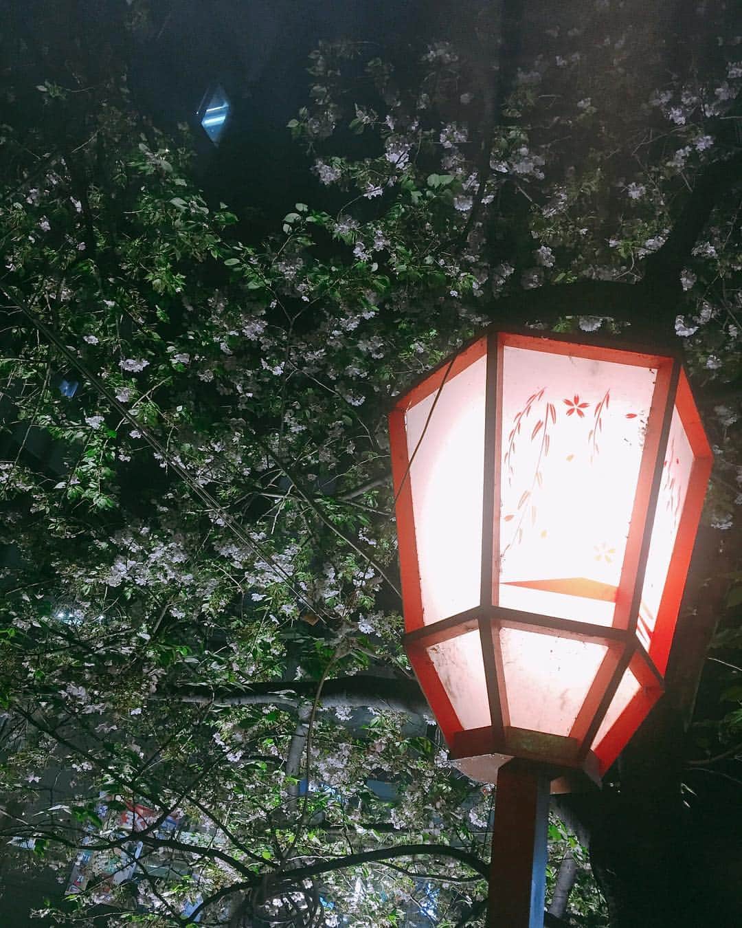 中村かなさんのインスタグラム写真 - (中村かなInstagram)「雨の京都🌸☔️ ： 雨が気にならないくらい 桜がキレイでかわいくて🌸 歩いてるだけで幸せな気分になりました🙈🌸🌸🌸 ： ： ： ： #京都 #桜 #🌸 #八坂神社  #先斗町 #京都好き #kyoto #japan」4月12日 10時30分 - k777pime