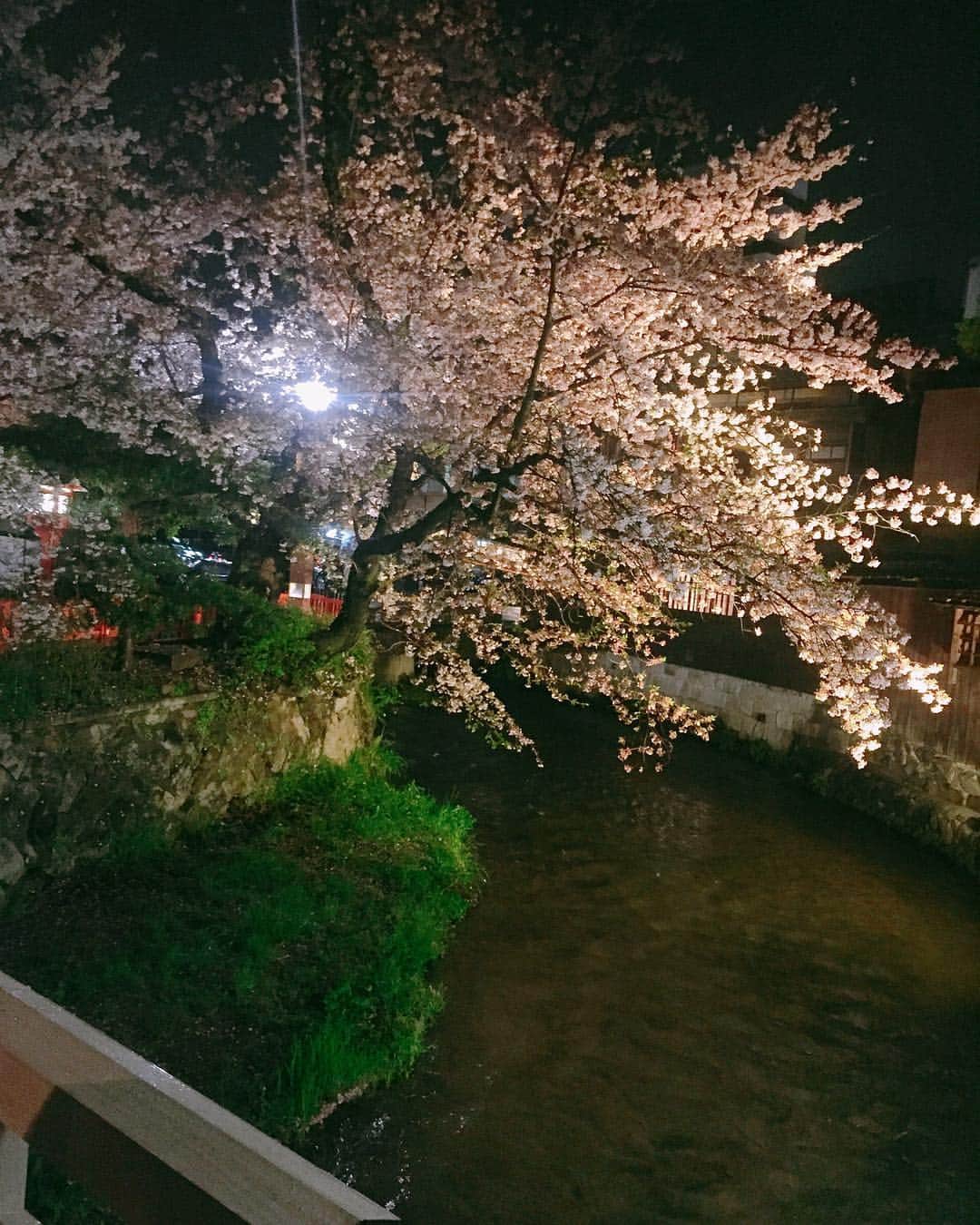 中村かなさんのインスタグラム写真 - (中村かなInstagram)「雨の京都🌸☔️ ： 雨が気にならないくらい 桜がキレイでかわいくて🌸 歩いてるだけで幸せな気分になりました🙈🌸🌸🌸 ： ： ： ： #京都 #桜 #🌸 #八坂神社  #先斗町 #京都好き #kyoto #japan」4月12日 10時30分 - k777pime