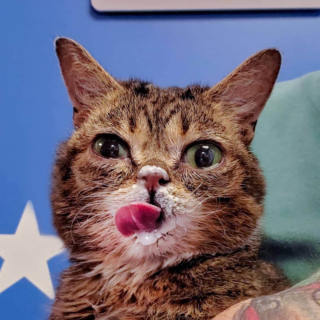 Lil BUBさんのインスタグラム写真 - (Lil BUBInstagram)「BUB celebrated National Pet Day by eating yogurt, which she does every day, because every day is national pet day. #lilbub #iamlilbub」4月12日 10時38分 - iamlilbub