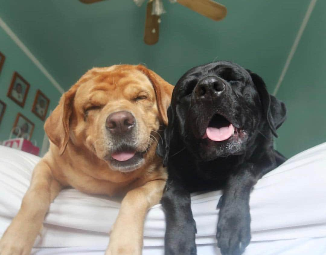 Jake And Gingerさんのインスタグラム写真 - (Jake And GingerInstagram)「Goodnight #talesofalab #dogsofinstagram #fab_labs_ #labs_of_insta #worldoflabs #weeklyfluff」4月12日 10時48分 - jake_n_ginger