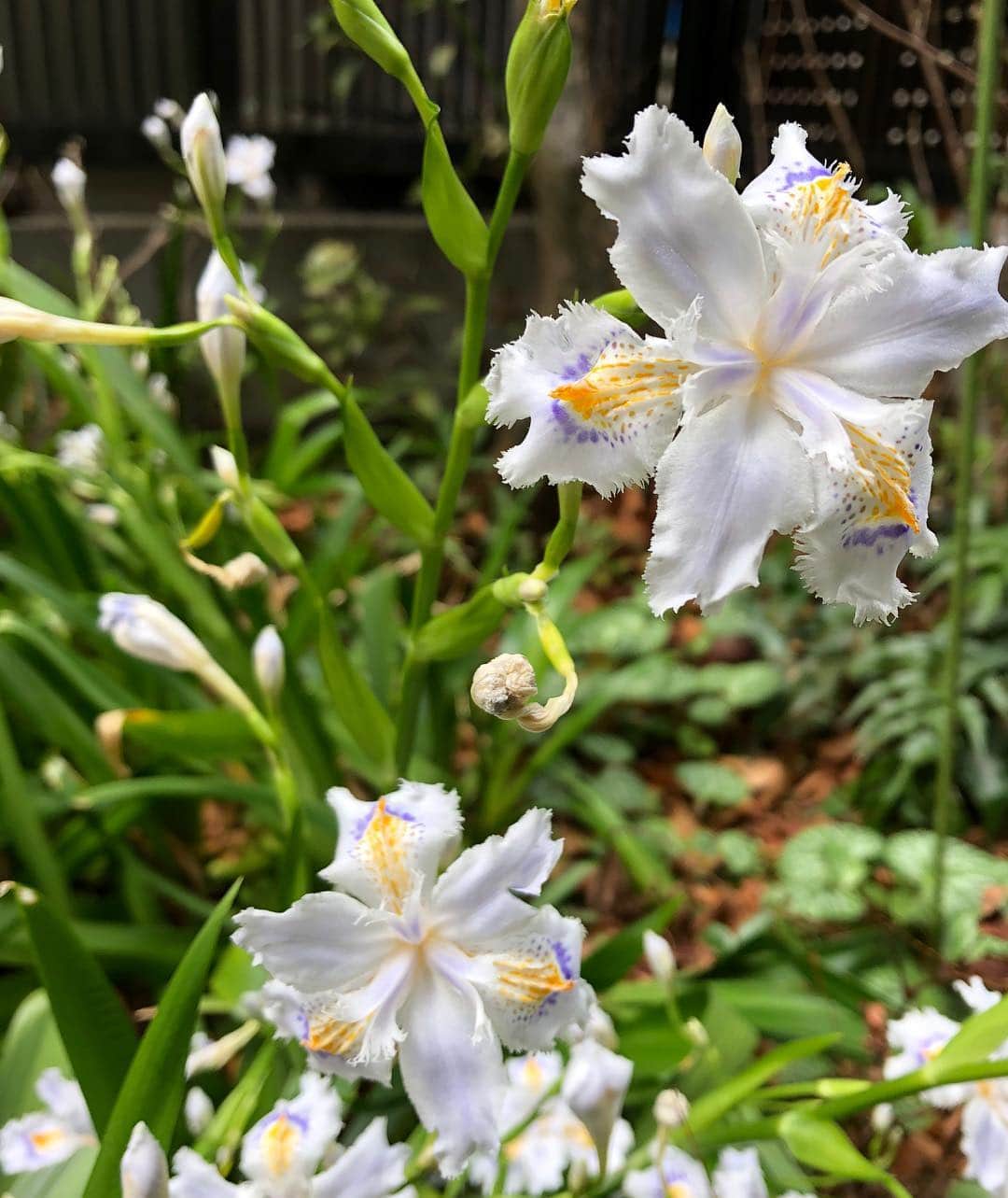 Kensho Onukiさんのインスタグラム写真 - (Kensho OnukiInstagram)「母親かいなくなって手入れの届かない草ぼうぼうの狭い庭にもこのシャガだけは毎年ちゃんと花開く。自然の強さに感嘆しありがとうの一言🌿🙇‍♂️ #シャガ #Iris japonica #庭の手入れ不備 #沈丁花は枯れた」4月12日 21時41分 - kensho_onuki