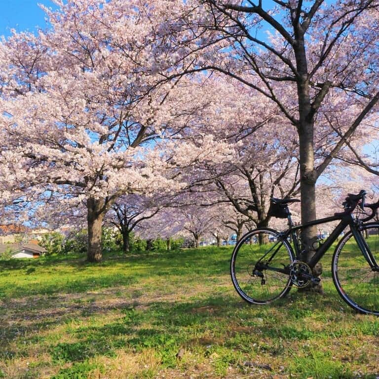 ビアンキJAPANさんのインスタグラム写真 - (ビアンキJAPANInstagram)「本格的な自転車のシーズンが到来しました。この春はBianchiでロードバイクデビューしませんか？」4月12日 21時44分 - bianchijapan