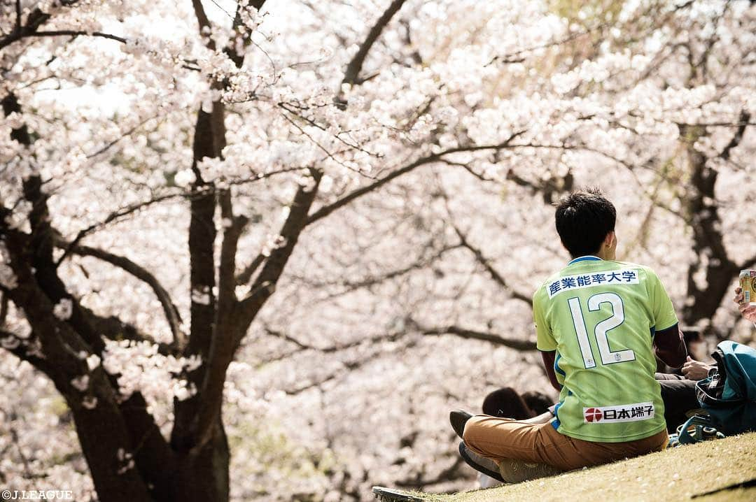 Ｊリーグさんのインスタグラム写真 - (ＪリーグInstagram)「各地で桜が満開🌸🌸🌸﻿ ﻿﻿﻿﻿ Best Shot J.LEAGUE⚽️📸﻿﻿﻿ ﻿﻿ 🏆#明治安田生命Ｊ１リーグ第６節﻿﻿﻿﻿ ベストショットをお届け👀✨ ﻿﻿﻿﻿ ﻿﻿﻿﻿ #Ｊリーグ﻿﻿﻿﻿ #jleague ﻿﻿﻿﻿ ﻿﻿﻿﻿ #浦和レッズ﻿ #埼玉スタジアム2002﻿ #FC東京﻿ #味の素スタジアム﻿ #湘南ベルマーレ﻿ #BMWスタジアム﻿ ﻿ #景色 #桜 #サクラ #サクラサク #満開 ﻿ #絶景 #sakura #お花見﻿  #夜桜 #夜桜綺麗 #ライトアップ  #春 #春から #春の訪れ  #instagood ﻿ #お花のある暮らし  #お花のある生活  #⚽️ #📸 #🌸」4月12日 20時14分 - jleaguejp