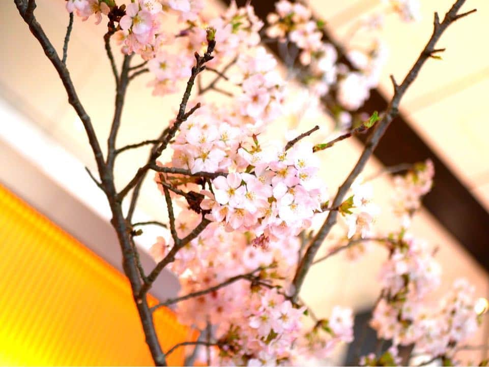海平佑樹さんのインスタグラム写真 - (海平佑樹Instagram)「こんばんは、Yukiです😊﻿﻿ 先日はハイアットセントリック銀座のNAMIKI667でトレードしてました😚💰﻿人が少なくて落ち着いた雰囲気なので、お気に入りの場所ですね✨﻿﻿ ﻿ それでは皆さん、素敵な週末をお過ごし下さい☺️🥂」4月12日 20時19分 - yukimusic_fx