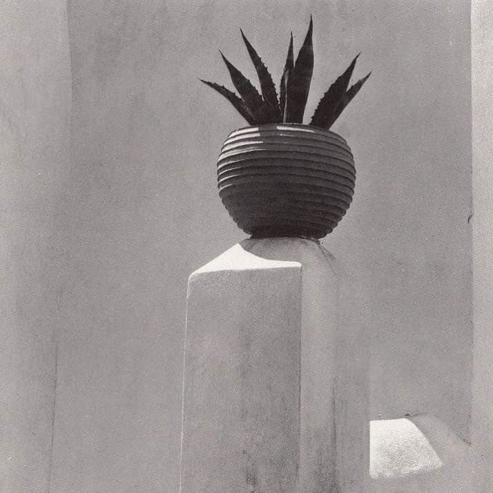 Meganさんのインスタグラム写真 - (MeganInstagram)「Chora, Cactus, 1970s #cactus #islandlife」4月12日 20時20分 - zanzan_domus