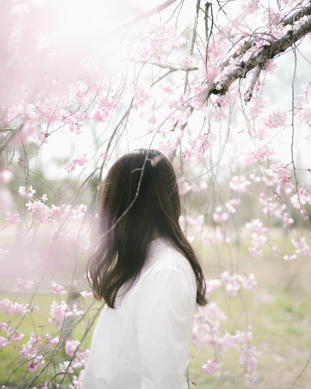 のインスタグラム：「🌸 ・ 桜吹雪が撮りたい。」
