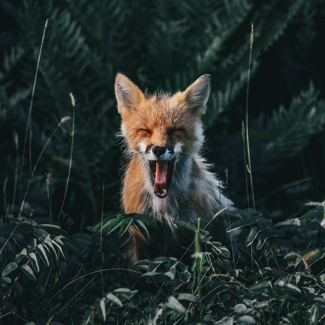 Discoveryさんのインスタグラム写真 - (DiscoveryInstagram)「“While on a trip to Newfoundland, Canada, a yawning fox appeared from the ferns along the road to the Cape Race Lighthouse, a notable place in history where the Titanic's distress signal was first received. After snapping a few photos, the fox bolted across the road revealing that it only had three legs. It was a unique surprise in a historic place, and a friendly reminder to always have your camera ready.” 📸 + caption by Dylan Furst (@fursty) . . . . #CapeRace #Newfoundland #foxfriday #fox #wow #travel #explore #nature #photography #potd #photooftheday #tgif」4月12日 20時33分 - discovery