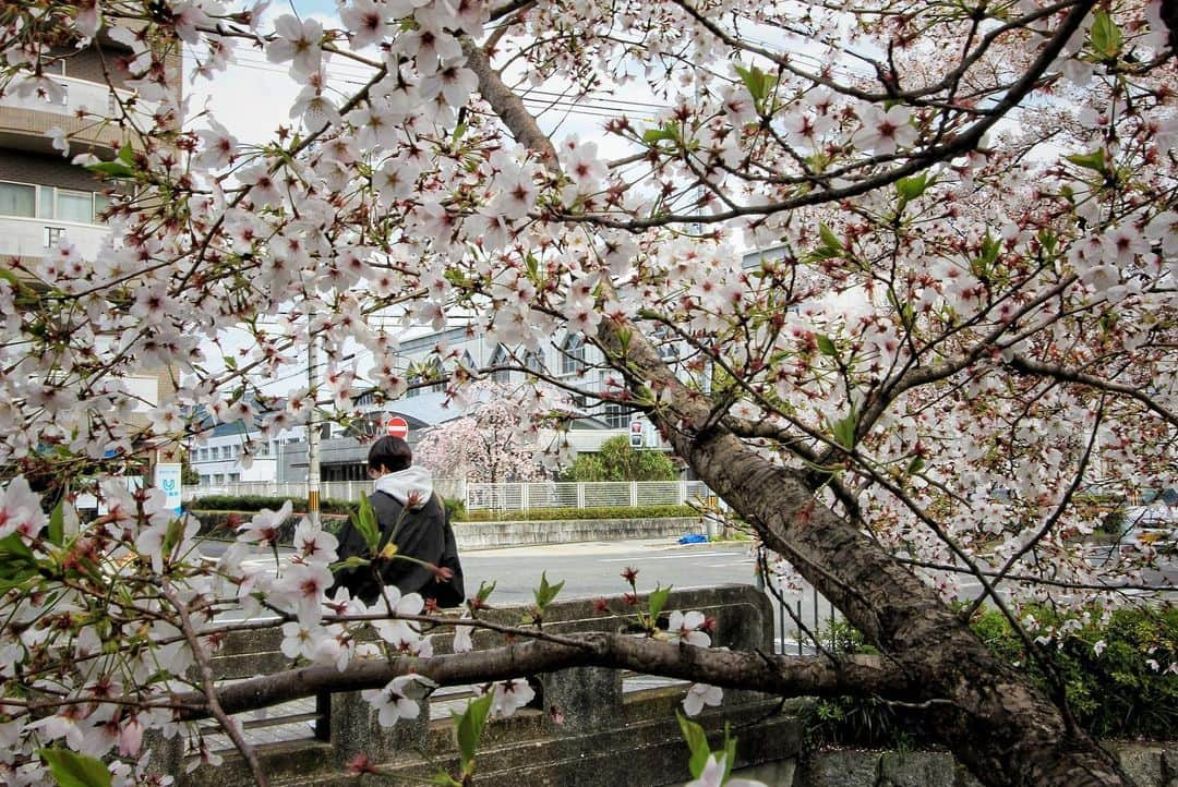 イェソンさんのインスタグラム写真 - (イェソンInstagram)「핑크빛 벚꽃보러 🌸」4月12日 20時33分 - yesung1106