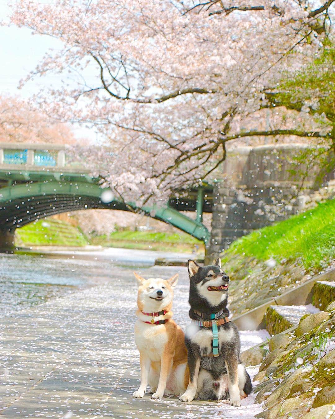 柴犬 けんしろう ゆりあさんのインスタグラム写真 - (柴犬 けんしろう ゆりあInstagram)「🐶🌸🐶 . 桜舞う。 . 一緒に見られる桜は あと何回だろう.. ふと切なくなる気持ちを いつも写真に押し込めるです。 . . Location: 富山(2018.4.4撮影) . 今週もお疲れさまでした☺️ なんだか寒い毎日ですね。 皆さま体調崩されませんように💛」4月12日 20時33分 - nerishiro