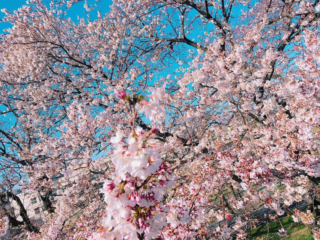 北原里英さんのインスタグラム写真 - (北原里英Instagram)「東京はもうだいぶ葉桜🍃🌸 これはちょいと前に 遠出したときのさくら (どんだけ桜の写真載せるの笑) 綺麗だったな〜 青空と桜は最高だったな〜 屋台も最高だったな〜 . . #さくら #桜 #🌸 #cherryblossom  #お花見」4月12日 20時38分 - rie_kitahara_3