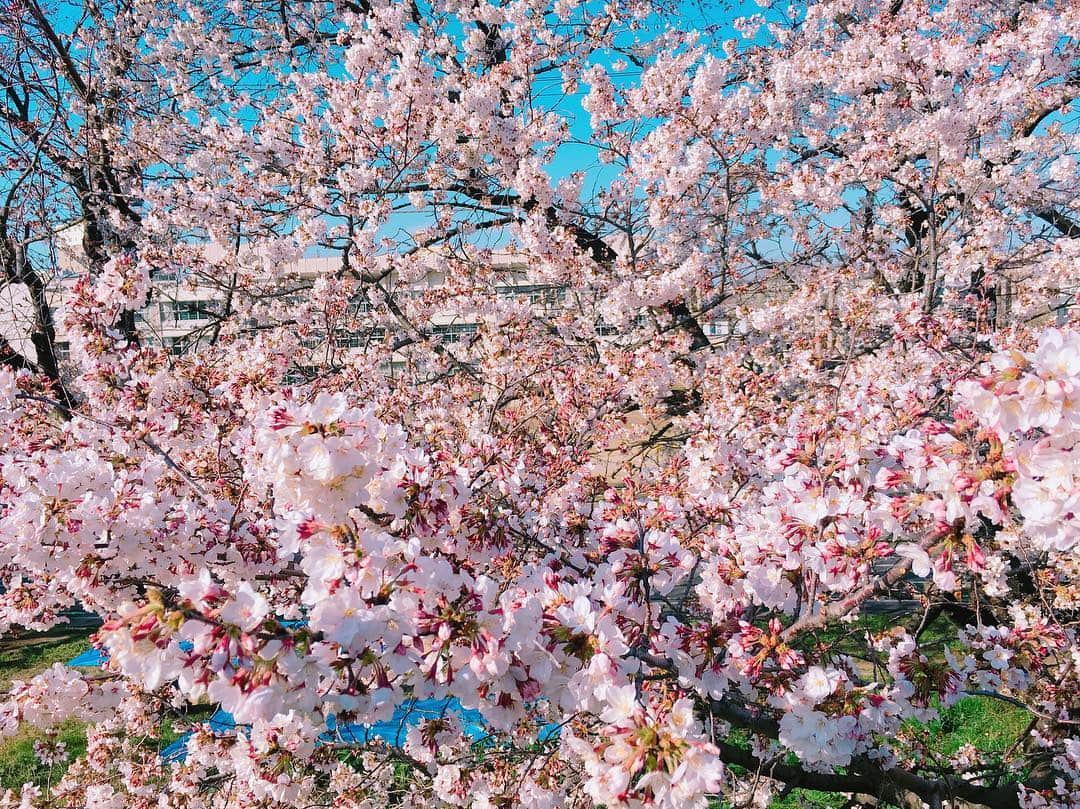 北原里英さんのインスタグラム写真 - (北原里英Instagram)「東京はもうだいぶ葉桜🍃🌸 これはちょいと前に 遠出したときのさくら (どんだけ桜の写真載せるの笑) 綺麗だったな〜 青空と桜は最高だったな〜 屋台も最高だったな〜 . . #さくら #桜 #🌸 #cherryblossom  #お花見」4月12日 20時38分 - rie_kitahara_3