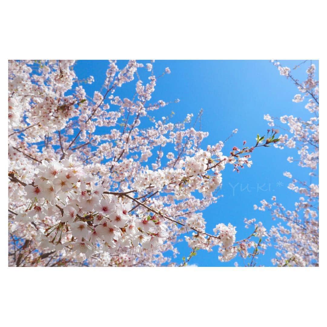 二見夕貴さんのインスタグラム写真 - (二見夕貴Instagram)「. お花見という程ではないけど 今年もなんとか 桜撮りに行けたー\( ˆoˆ )/♡. * . 仕事前に朝活したら とても綺麗に撮れました🤤💕 . 手前に焦点あててるけど 奥のぼけた桜が魅力的🤤🌸 . Canonブルーもすてき♡ . #Canon #EOSkissM . #cherryblossom #flowers #bluesky #spring #sunnyday #cameragirl #ilovesky #japan #桜 #お花 #青空 #春の朝 #快晴 #カメラ女子 #空まにあ #空好き #朝活 #出勤前の5分」4月12日 20時41分 - yyyuki___