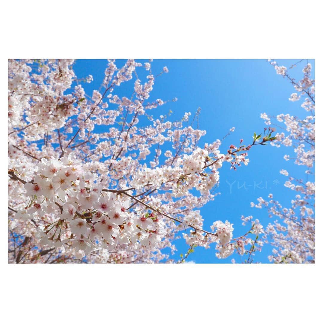のインスタグラム：「. お花見という程ではないけど 今年もなんとか 桜撮りに行けたー\( ˆoˆ )/♡. * . 仕事前に朝活したら とても綺麗に撮れました🤤💕 . 手前に焦点あててるけど 奥のぼけた桜が魅力的🤤🌸 . Canonブルーもすてき♡ . #Canon #EOSkissM . #cherryblossom #flowers #bluesky #spring #sunnyday #cameragirl #ilovesky #japan #桜 #お花 #青空 #春の朝 #快晴 #カメラ女子 #空まにあ #空好き #朝活 #出勤前の5分」