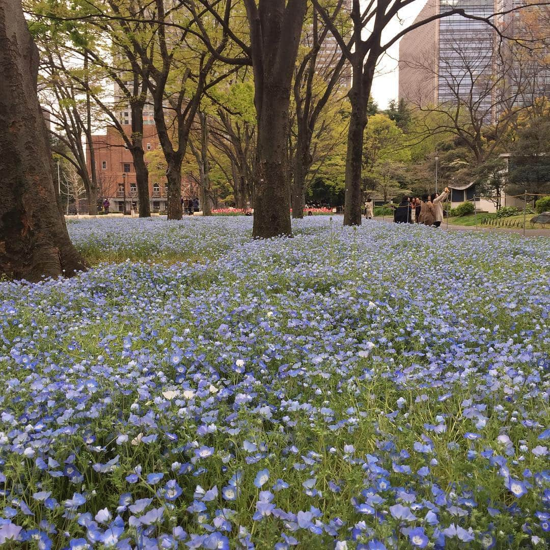 eclat.magazineさんのインスタグラム写真 - (eclat.magazineInstagram)「ここ数日ちょっと冷えますが、日比谷公園は花、花。そしてワイン🍷  今日から14日(日)まで、日比谷公園・噴水広場で「日本ワイン祭り」が開催中。北は北海道から南は大分まで、49のワイナリーが参加する、日本ワイン好きには絶対に見逃せないイベントです。 . 受付で飲食用のチケットとプラスチックのグラスを買いましたら、あとは好きなワイナリーのブースに行って、気になるワインをバイザグラスで購入します(購入はすべてチケットで)。 . 日本ワインをこんなに同時に飲み比べできるチャンスはそうありません。混雑必至ですが、この週末のお出かけにいかがでしょう。(副編M山) . #日本ワイン祭り #日比谷公園 #14日まで #🍷 #週末 #フードもあります #エクラ」4月12日 20時43分 - eclat.magazine