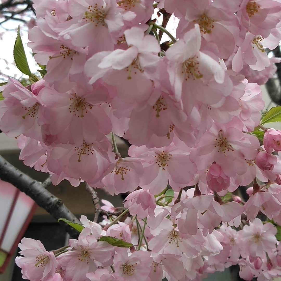 ホテル宮島別荘さんのインスタグラム写真 - (ホテル宮島別荘Instagram)「ホテル宮島別荘　予約販売センター　田中しのぶです。 今日のご案内は、広島の春の風物詩のひとつである造幣局広島支局(広島市佐伯区)の「花のまわりみち」の八重桜です。 「桜の通り抜け」で有名な大阪の造幣局から昭和42年から順次移植され、今年は63品種216本の八重桜。 平成3年から一般開放され、今年で29回目だそうです。 今年の開催は、4/15(月)までですので、是非ご覧になって下さいm(_ _)m #宮島 #広島 #ホテル宮島別荘 #宮島別荘 #八重桜 #花のまわりみち #造幣局の桜 #桜 #春 #造幣局広島支局」4月12日 20時53分 - _miyajima_villa