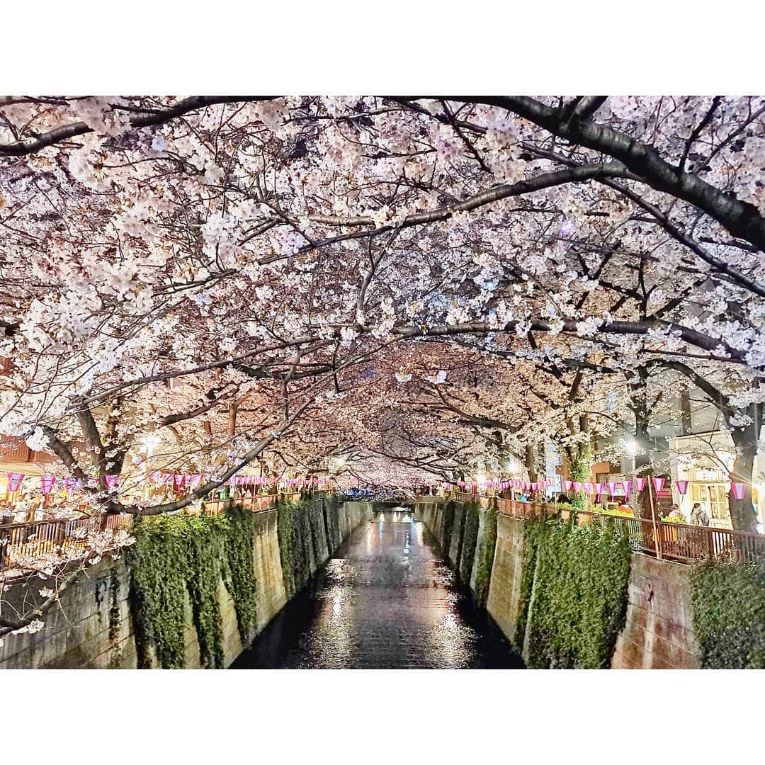 ダンソン・タンのインスタグラム：「夜櫻 #DT視角 🌸🌸🌸🏙🏙🏙 #唐禹哲 #东京 #櫻花 #DT #HOTHEART #SEVENDAYS #TOKYO #cherryblossom」