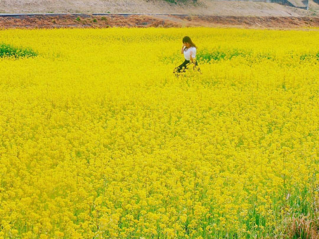 藤崎里菜さんのインスタグラム写真 - (藤崎里菜Instagram)「撮影で菜の花畑に行ったよ  #菜の花畑 #菜の花 #撮影 #グラビア #グラビア撮影 #gravure #黄色でいっぱい #黄色 #yello」4月12日 21時02分 - rina_fujisaki