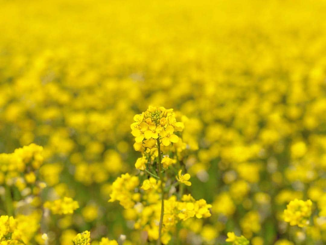 藤崎里菜さんのインスタグラム写真 - (藤崎里菜Instagram)「撮影で菜の花畑に行ったよ  #菜の花畑 #菜の花 #撮影 #グラビア #グラビア撮影 #gravure #黄色でいっぱい #黄色 #yello」4月12日 21時02分 - rina_fujisaki