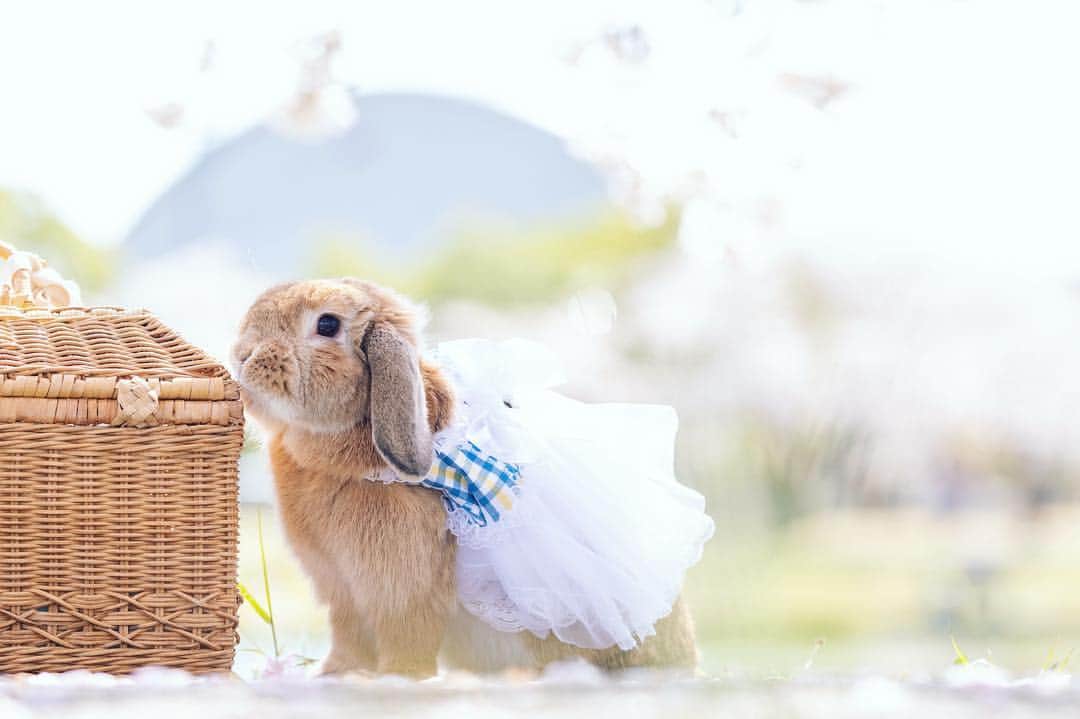 usagraphさんのインスタグラム写真 - (usagraphInstagram)「今日もいい天気だったねー☺️🌸 ふんわりふわふわ❤️ ＊ ＊ ＊ #うさぎ #rabbit #bunny #ふわもこ部  #WeeklyFluff #igersjp  #instabunnies #tokyocameraclub #東京カメラ部  #bunnystagram  #今日もX日和  #うさぎ部 #ホーランドロップ #hollandlop  #アニマル写真部  #ファインダー越しの私の世界 #team_jp_西 #igers  #ig_japan #うさんぽ」4月12日 20時56分 - usagraph