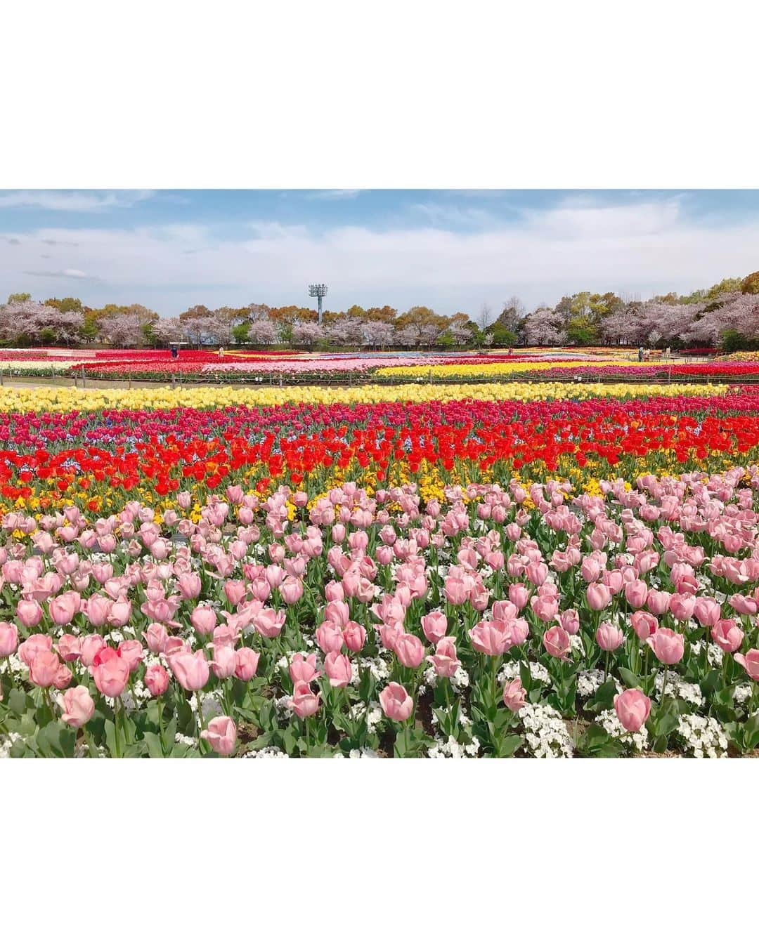 沢井里奈さんのインスタグラム写真 - (沢井里奈Instagram)「♡ . なばなの里👒🌼💕💕 . 13,000坪の敷地に広がる チューリップ畑🌷✨ 色んな色や種類があって とっても綺麗でした☺️💓💓 . チューリップと桜のコラボレーションが 絵画のようで美しすぎました🌷🌸 . 色んなお花畑行きたいな🥺❤️ . . #さわーコーデ 👗💝 onepiece♡ #lerevevaniller . #tulip #cherryblossom #nagashima #japan #ootd #coordinate #fashion #outing #travel #instatravel #instagood #instagramjapan #japanesegirl #girls #なばなの里 #チューリップ畑 #チューリップ #桜 #さくら #三重県 #長島 #さわーおでかけ」4月12日 20時57分 - sawairina