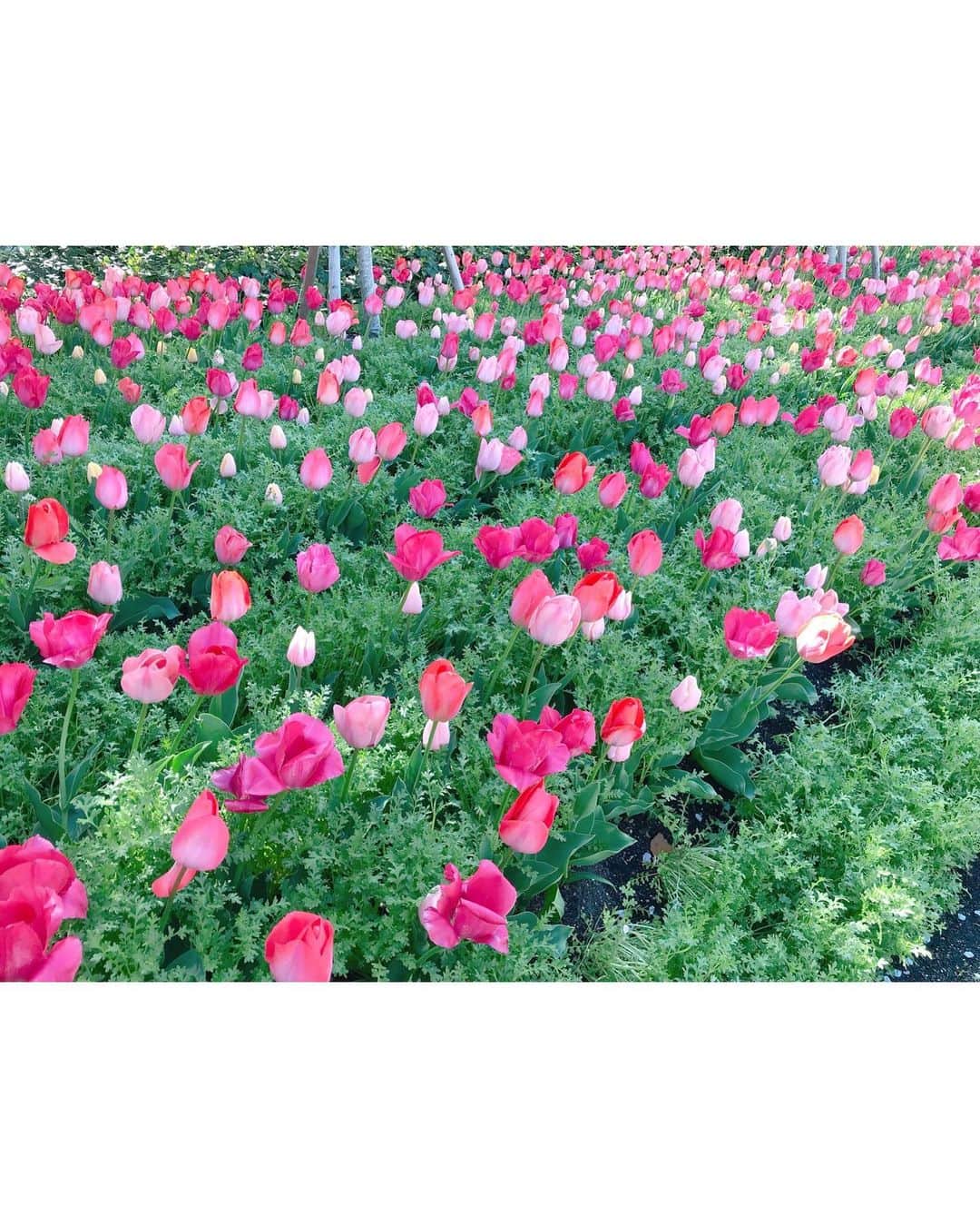 沢井里奈さんのインスタグラム写真 - (沢井里奈Instagram)「♡ . なばなの里👒🌼💕💕 . 13,000坪の敷地に広がる チューリップ畑🌷✨ 色んな色や種類があって とっても綺麗でした☺️💓💓 . チューリップと桜のコラボレーションが 絵画のようで美しすぎました🌷🌸 . 色んなお花畑行きたいな🥺❤️ . . #さわーコーデ 👗💝 onepiece♡ #lerevevaniller . #tulip #cherryblossom #nagashima #japan #ootd #coordinate #fashion #outing #travel #instatravel #instagood #instagramjapan #japanesegirl #girls #なばなの里 #チューリップ畑 #チューリップ #桜 #さくら #三重県 #長島 #さわーおでかけ」4月12日 20時57分 - sawairina
