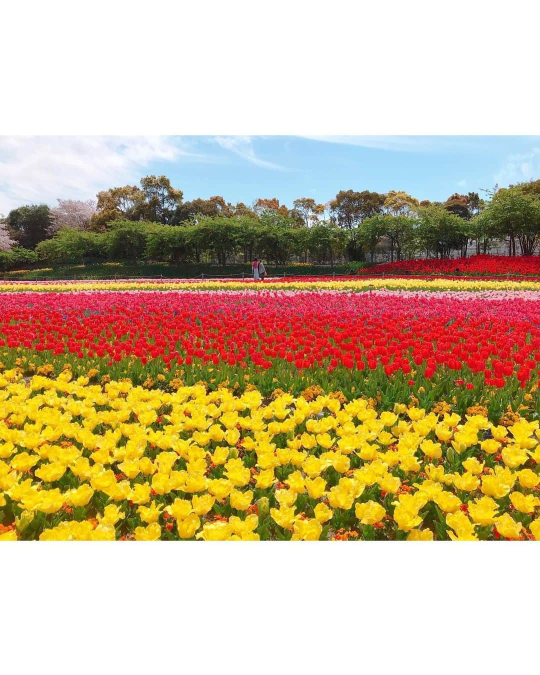 沢井里奈さんのインスタグラム写真 - (沢井里奈Instagram)「♡ . なばなの里👒🌼💕💕 . 13,000坪の敷地に広がる チューリップ畑🌷✨ 色んな色や種類があって とっても綺麗でした☺️💓💓 . チューリップと桜のコラボレーションが 絵画のようで美しすぎました🌷🌸 . 色んなお花畑行きたいな🥺❤️ . . #さわーコーデ 👗💝 onepiece♡ #lerevevaniller . #tulip #cherryblossom #nagashima #japan #ootd #coordinate #fashion #outing #travel #instatravel #instagood #instagramjapan #japanesegirl #girls #なばなの里 #チューリップ畑 #チューリップ #桜 #さくら #三重県 #長島 #さわーおでかけ」4月12日 20時57分 - sawairina