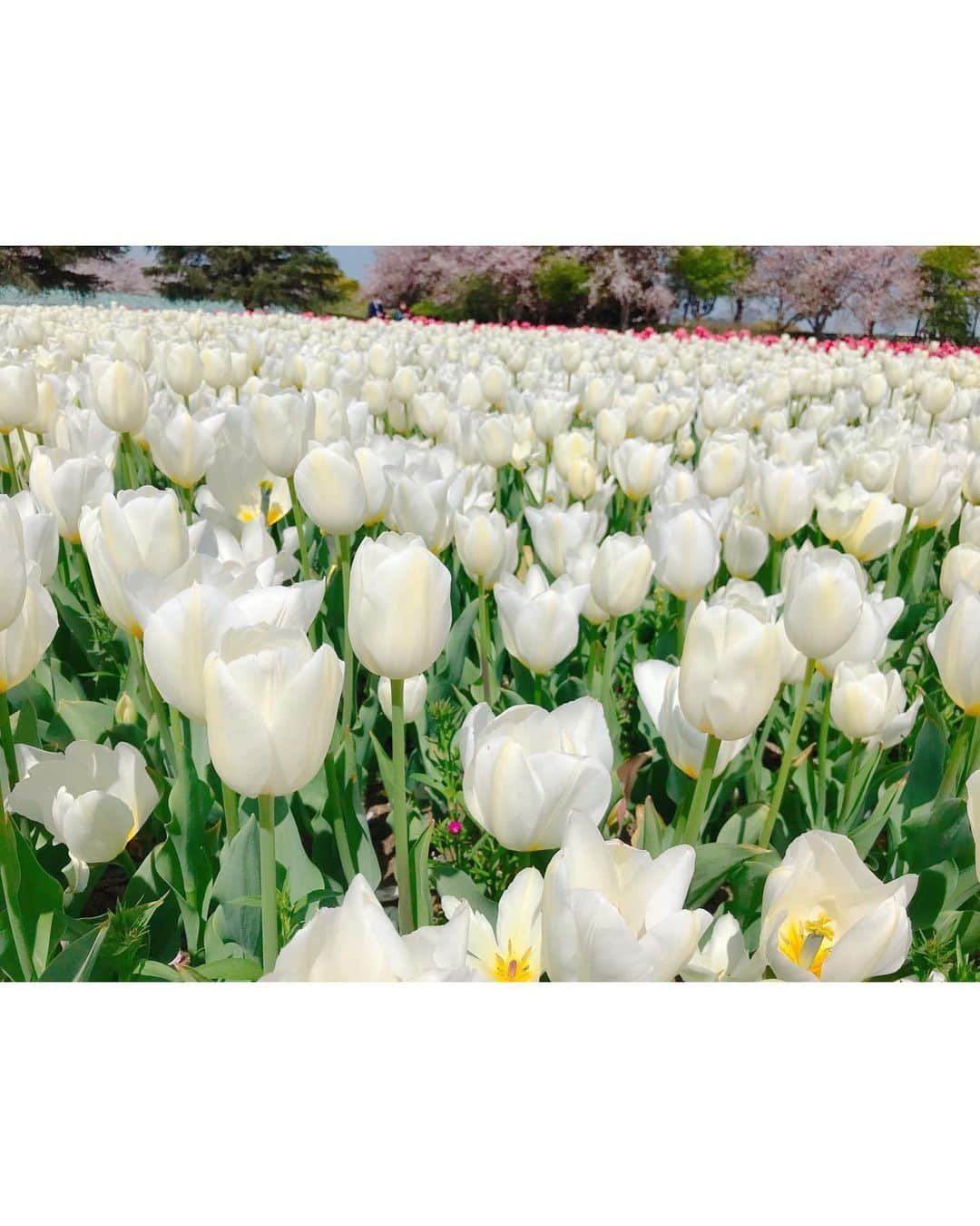 沢井里奈さんのインスタグラム写真 - (沢井里奈Instagram)「♡ . なばなの里👒🌼💕💕 . 13,000坪の敷地に広がる チューリップ畑🌷✨ 色んな色や種類があって とっても綺麗でした☺️💓💓 . チューリップと桜のコラボレーションが 絵画のようで美しすぎました🌷🌸 . 色んなお花畑行きたいな🥺❤️ . . #さわーコーデ 👗💝 onepiece♡ #lerevevaniller . #tulip #cherryblossom #nagashima #japan #ootd #coordinate #fashion #outing #travel #instatravel #instagood #instagramjapan #japanesegirl #girls #なばなの里 #チューリップ畑 #チューリップ #桜 #さくら #三重県 #長島 #さわーおでかけ」4月12日 20時57分 - sawairina