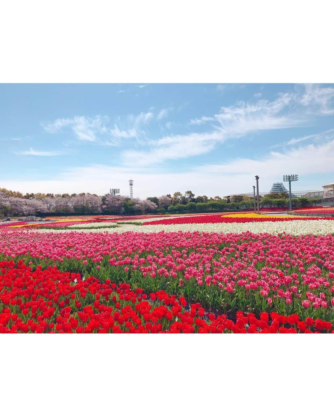 沢井里奈さんのインスタグラム写真 - (沢井里奈Instagram)「♡ . なばなの里👒🌼💕💕 . 13,000坪の敷地に広がる チューリップ畑🌷✨ 色んな色や種類があって とっても綺麗でした☺️💓💓 . チューリップと桜のコラボレーションが 絵画のようで美しすぎました🌷🌸 . 色んなお花畑行きたいな🥺❤️ . . #さわーコーデ 👗💝 onepiece♡ #lerevevaniller . #tulip #cherryblossom #nagashima #japan #ootd #coordinate #fashion #outing #travel #instatravel #instagood #instagramjapan #japanesegirl #girls #なばなの里 #チューリップ畑 #チューリップ #桜 #さくら #三重県 #長島 #さわーおでかけ」4月12日 20時57分 - sawairina