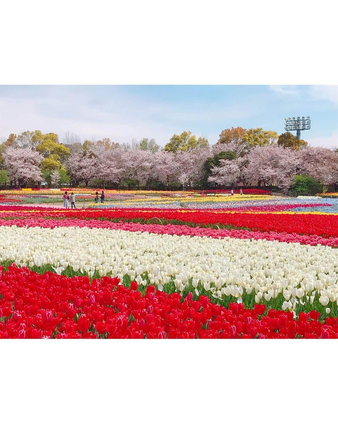 沢井里奈さんのインスタグラム写真 - (沢井里奈Instagram)「♡ . なばなの里👒🌼💕💕 . 13,000坪の敷地に広がる チューリップ畑🌷✨ 色んな色や種類があって とっても綺麗でした☺️💓💓 . チューリップと桜のコラボレーションが 絵画のようで美しすぎました🌷🌸 . 色んなお花畑行きたいな🥺❤️ . . #さわーコーデ 👗💝 onepiece♡ #lerevevaniller . #tulip #cherryblossom #nagashima #japan #ootd #coordinate #fashion #outing #travel #instatravel #instagood #instagramjapan #japanesegirl #girls #なばなの里 #チューリップ畑 #チューリップ #桜 #さくら #三重県 #長島 #さわーおでかけ」4月12日 20時57分 - sawairina